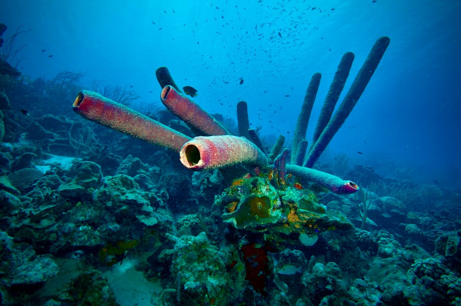 Arrecife de coral con esponjas tubulares en aguas cristalinas del Caribe