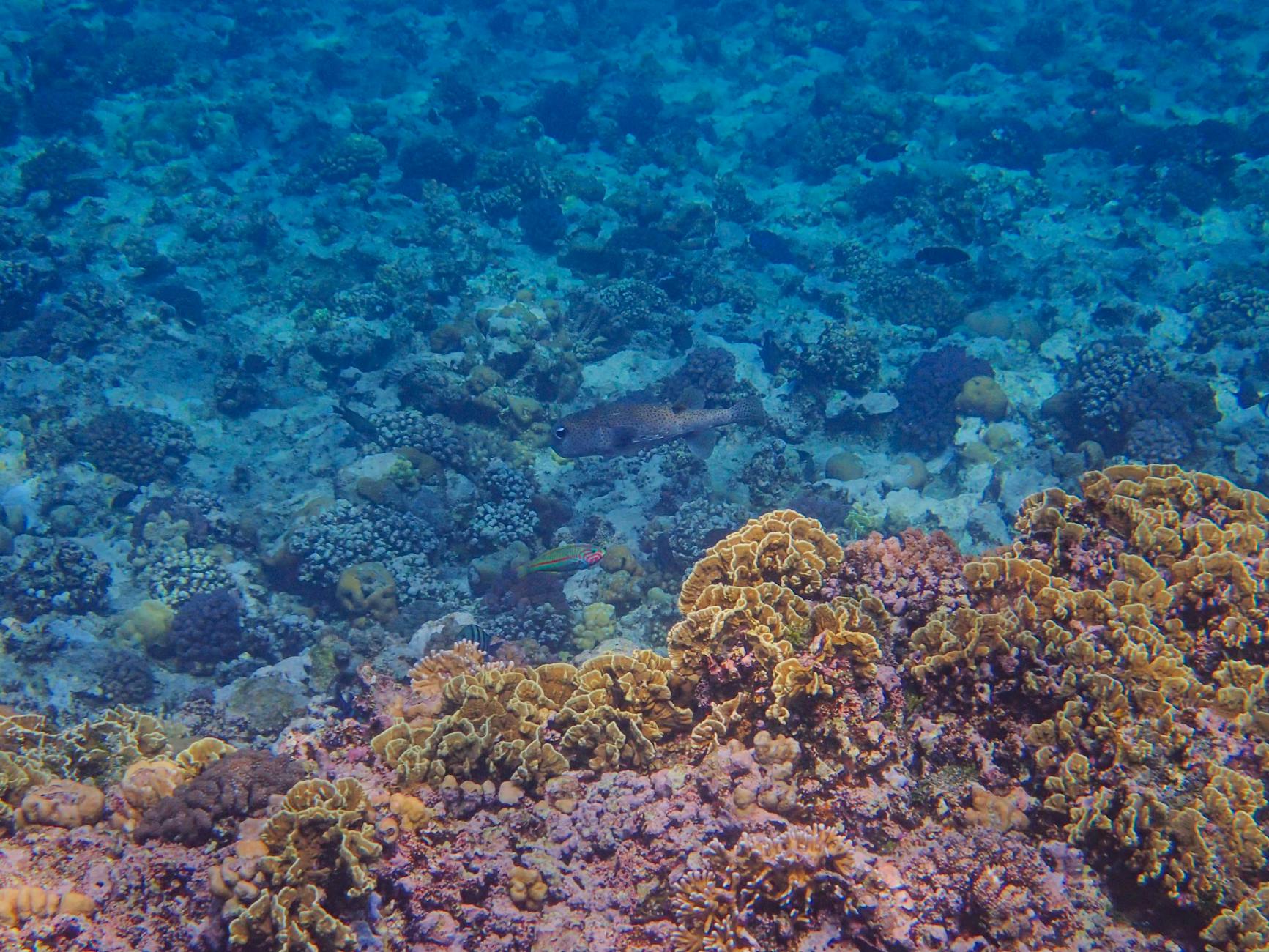 Santa Lucía: la isla del Caribe que merece el viaje (y lo que nadie te cuenta) — Guía 2026 3 Arrecife de coral con peces tropicales bajo el agua