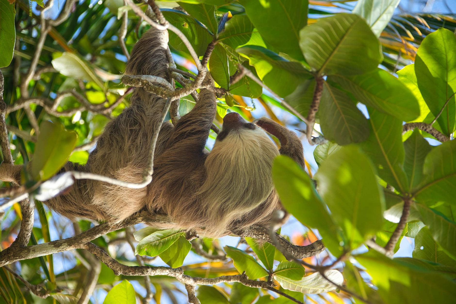 Perezoso de dos dedos descansando en el dosel de la selva tropical de Costa Rica