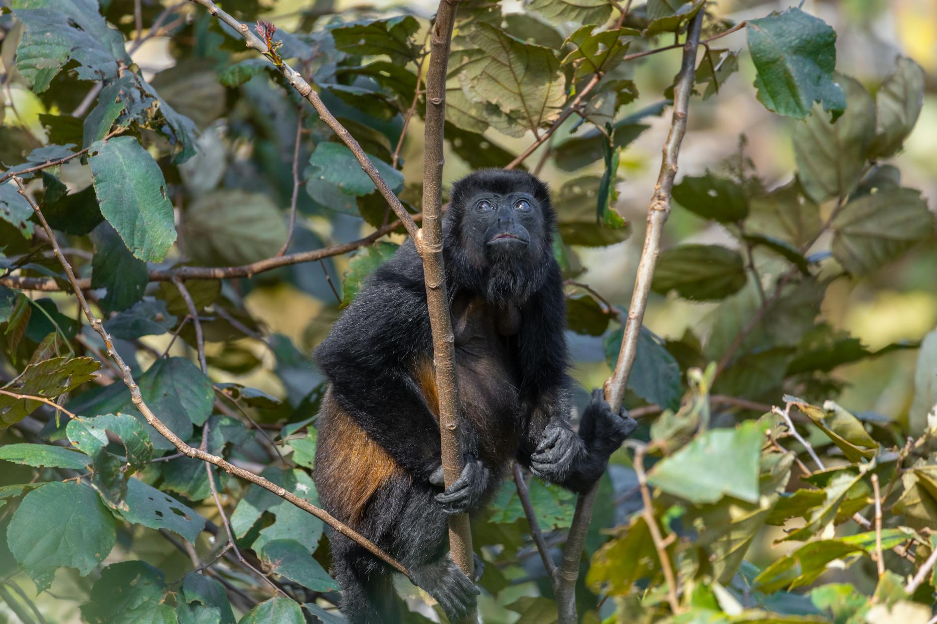 Mono aullador en la selva de Costa Rica
