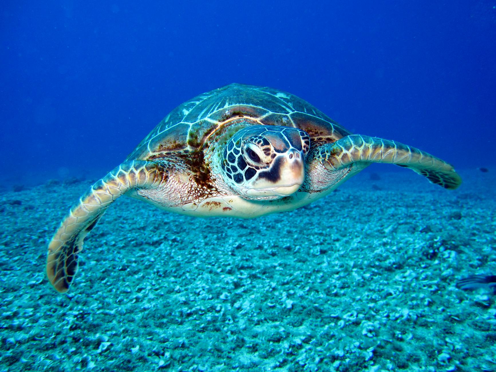 Tortuga verde nadando en el océano Caribe