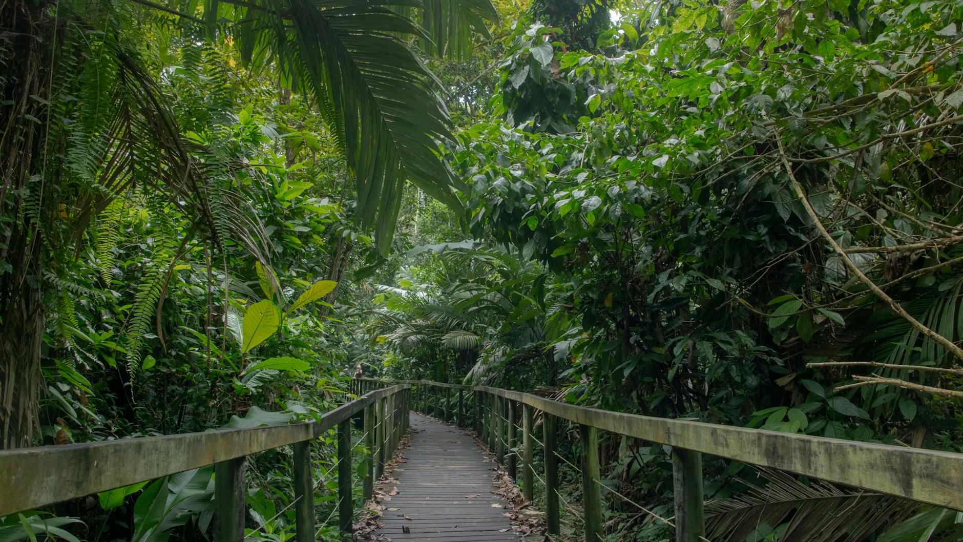 Sendero en la selva tropical de Costa Rica, Parque Nacional Tortuguero