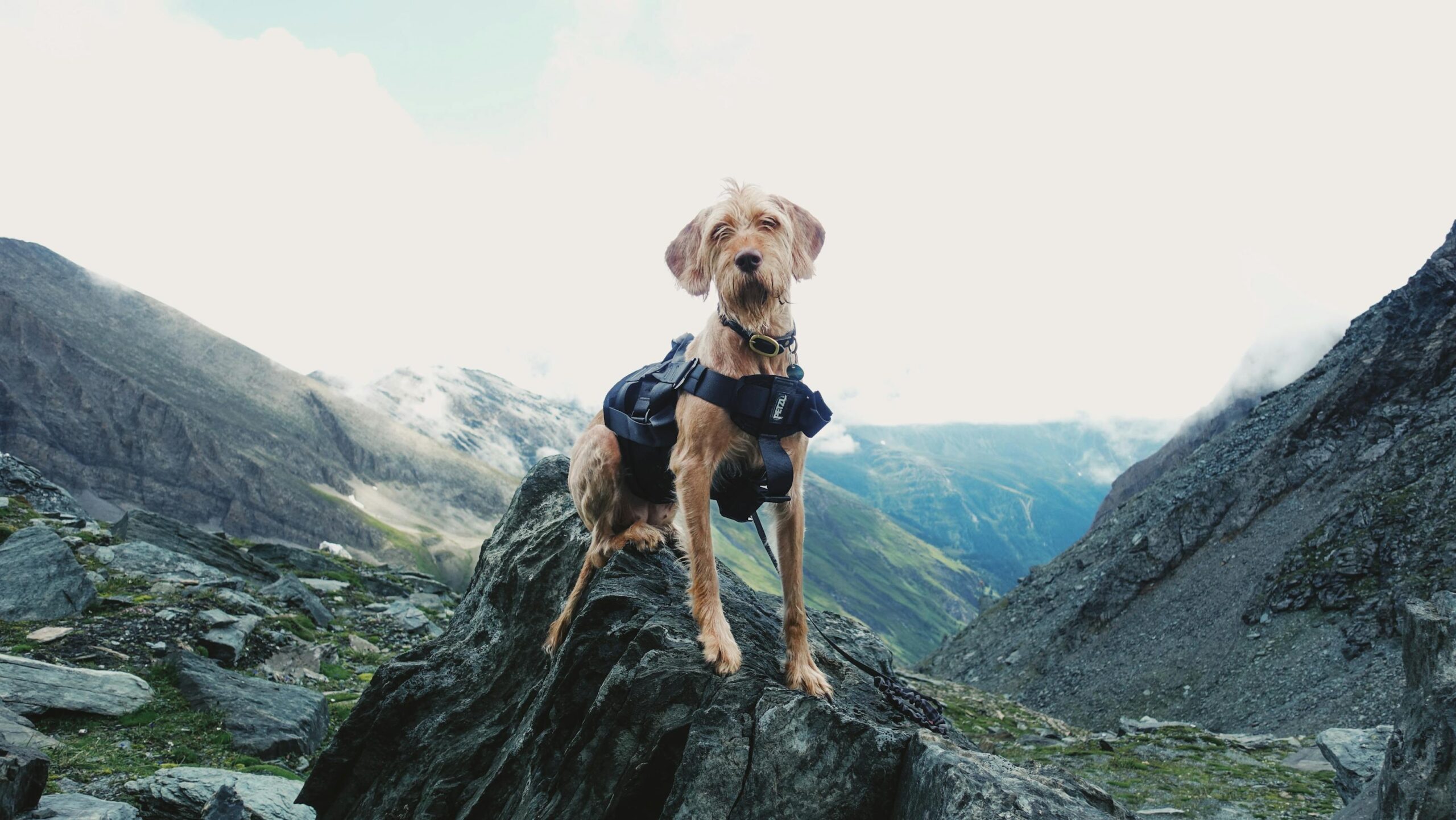 Perro con arnes de montana explorando una ruta de senderismo entre rocas