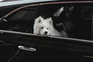 Perro Samoyedo asoma la cabeza por la ventanilla de un coche durante un viaje