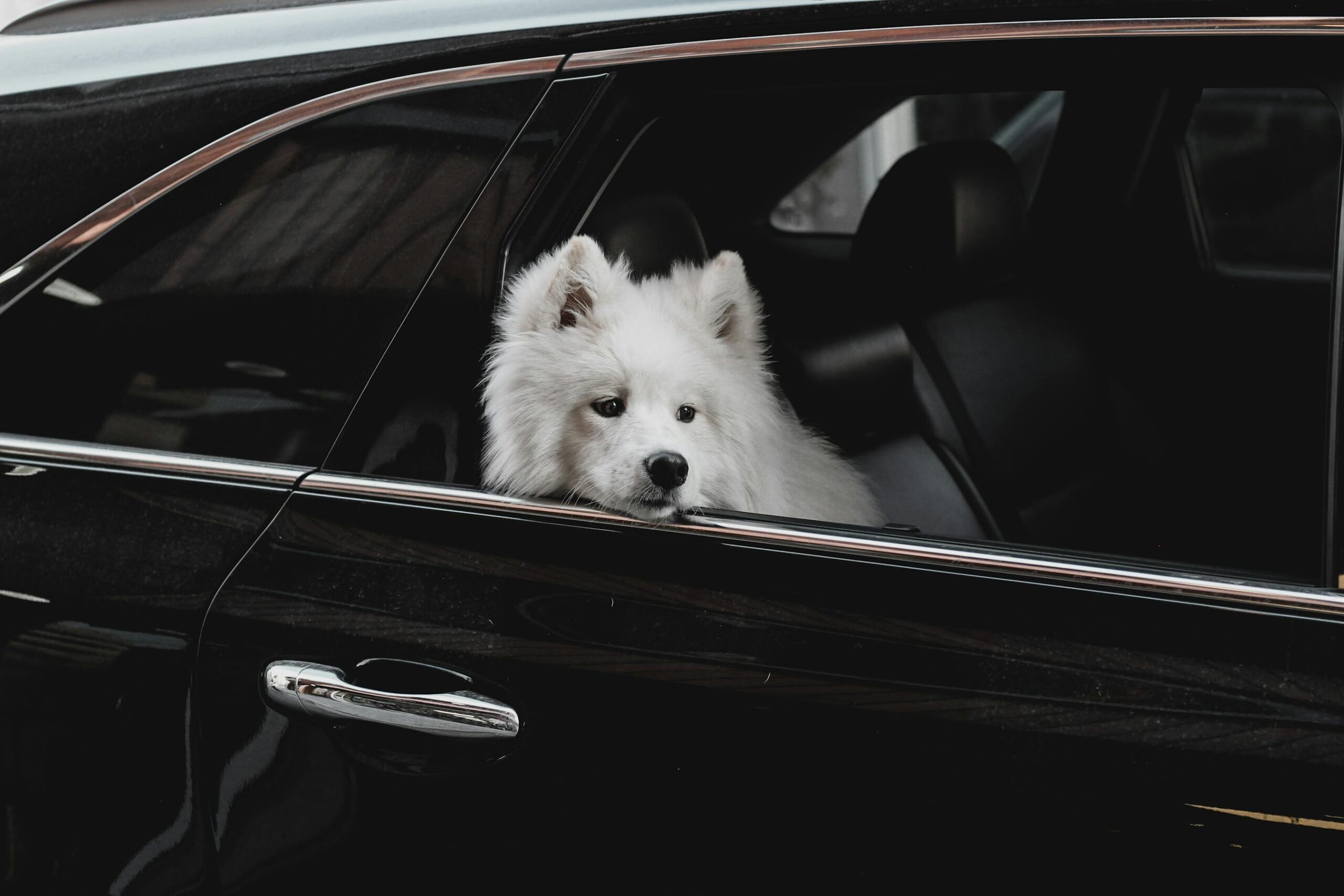Perro Samoyedo asoma la cabeza por la ventanilla de un coche durante un viaje