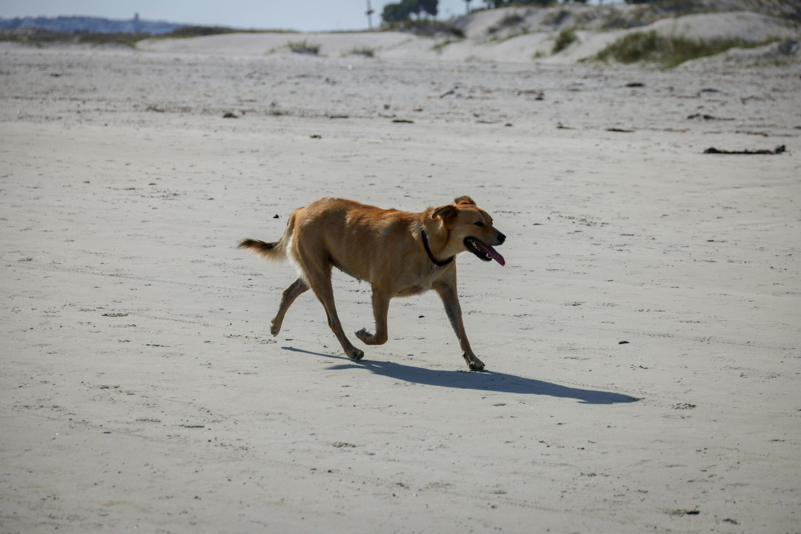 Perro dorado corriendo por una playa canina en un dia soleado de verano