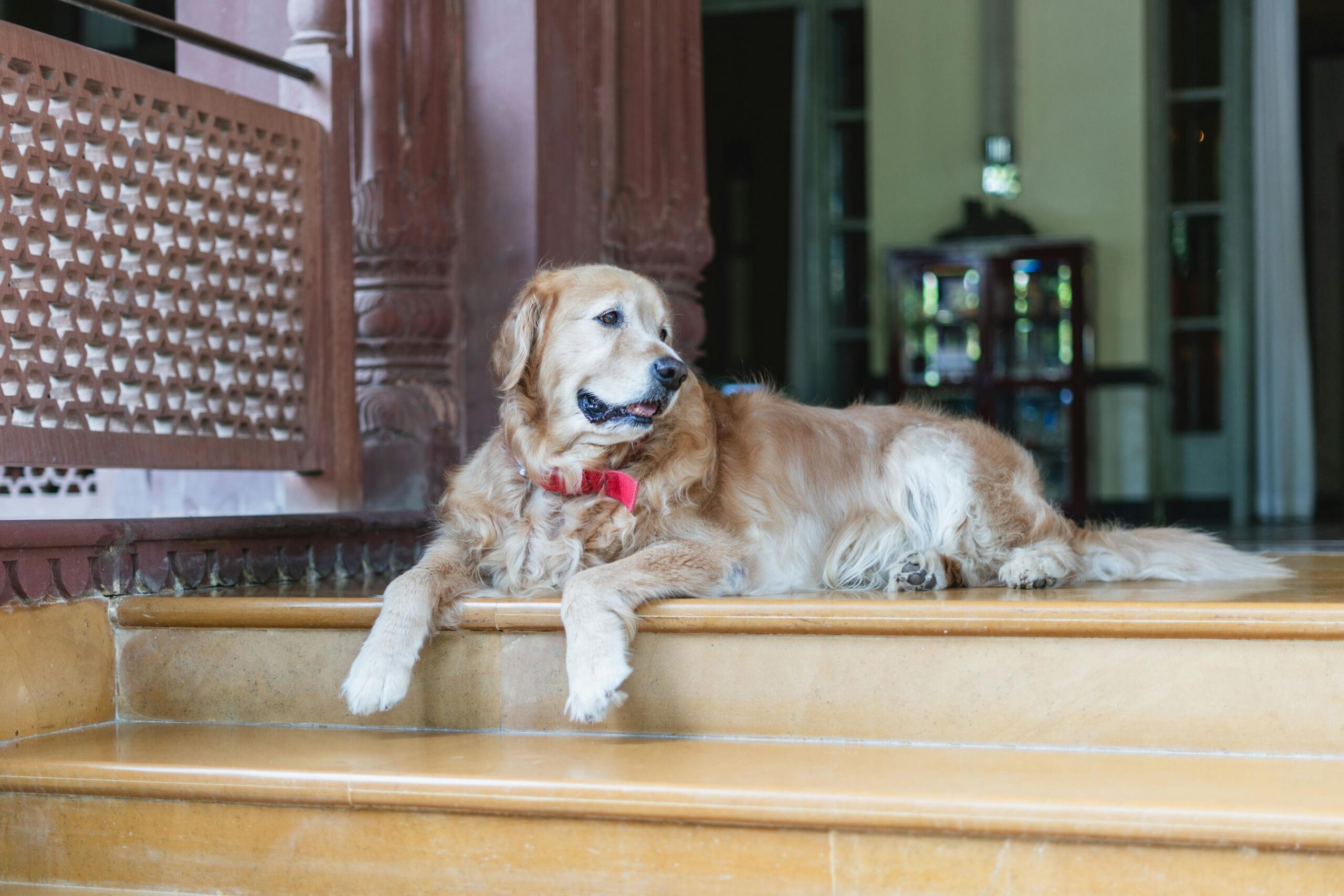 Golden Retriever relajado en la entrada de un hotel patrimonial pet friendly
