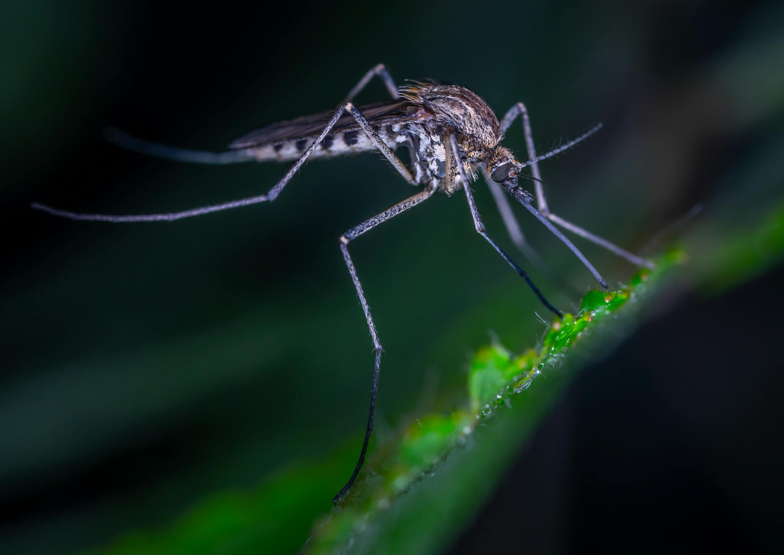 Mosquito tigre Aedes albopictus posado sobre una hoja