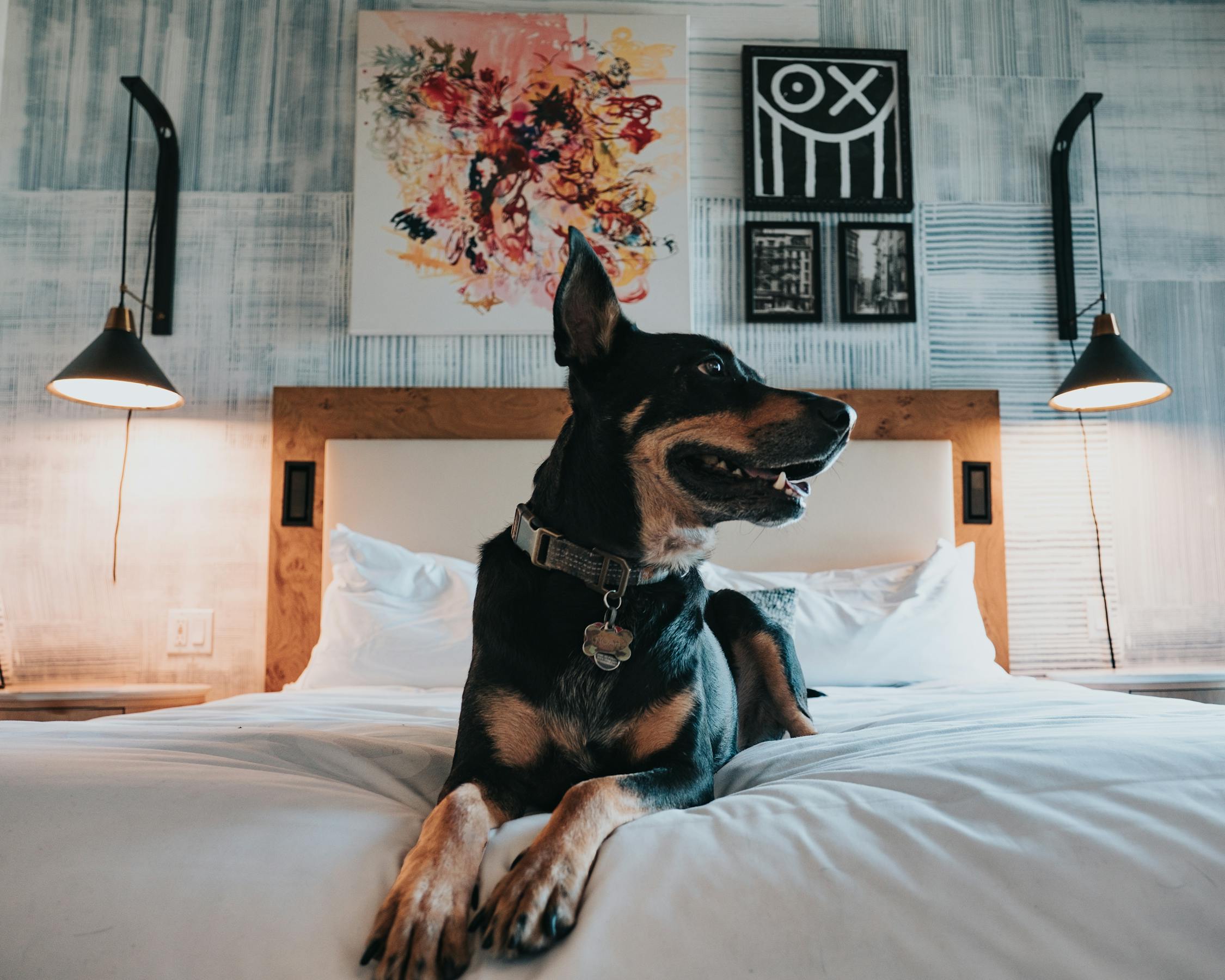Perro descansando comodamente sobre la cama de un hotel que admite mascotas