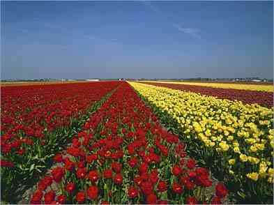 Holanda campos de bulbos
