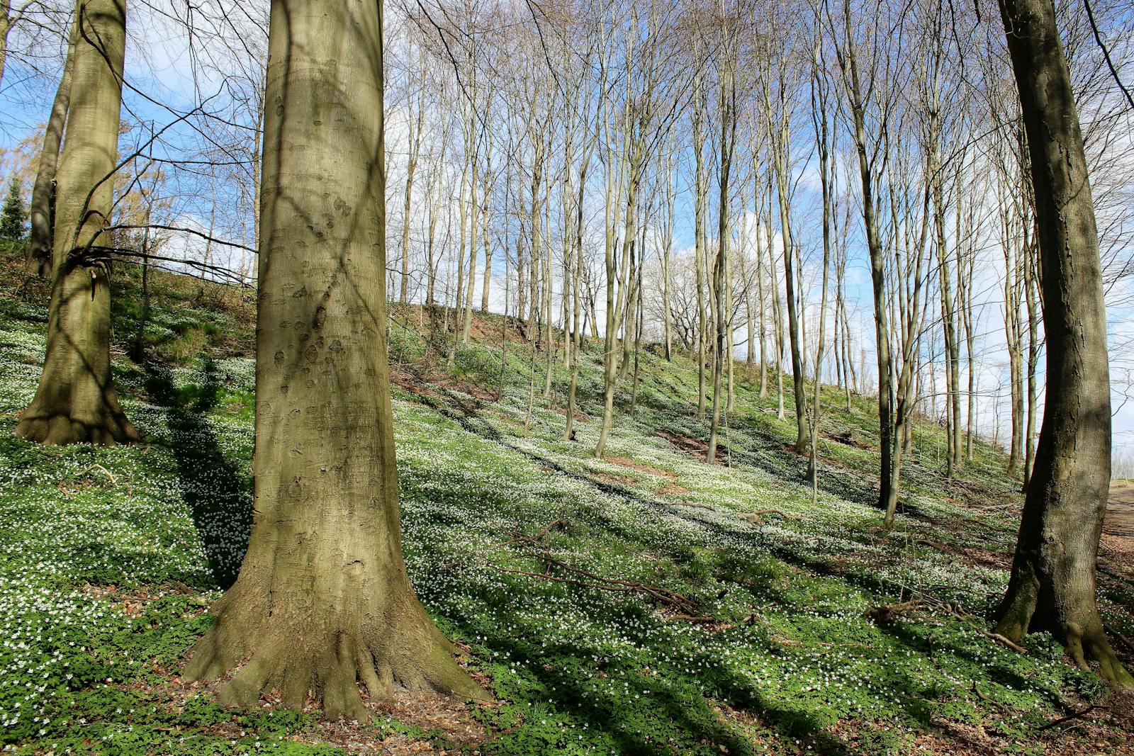 Bosque de hayas con flores silvestres en Molholm, Dinamarca