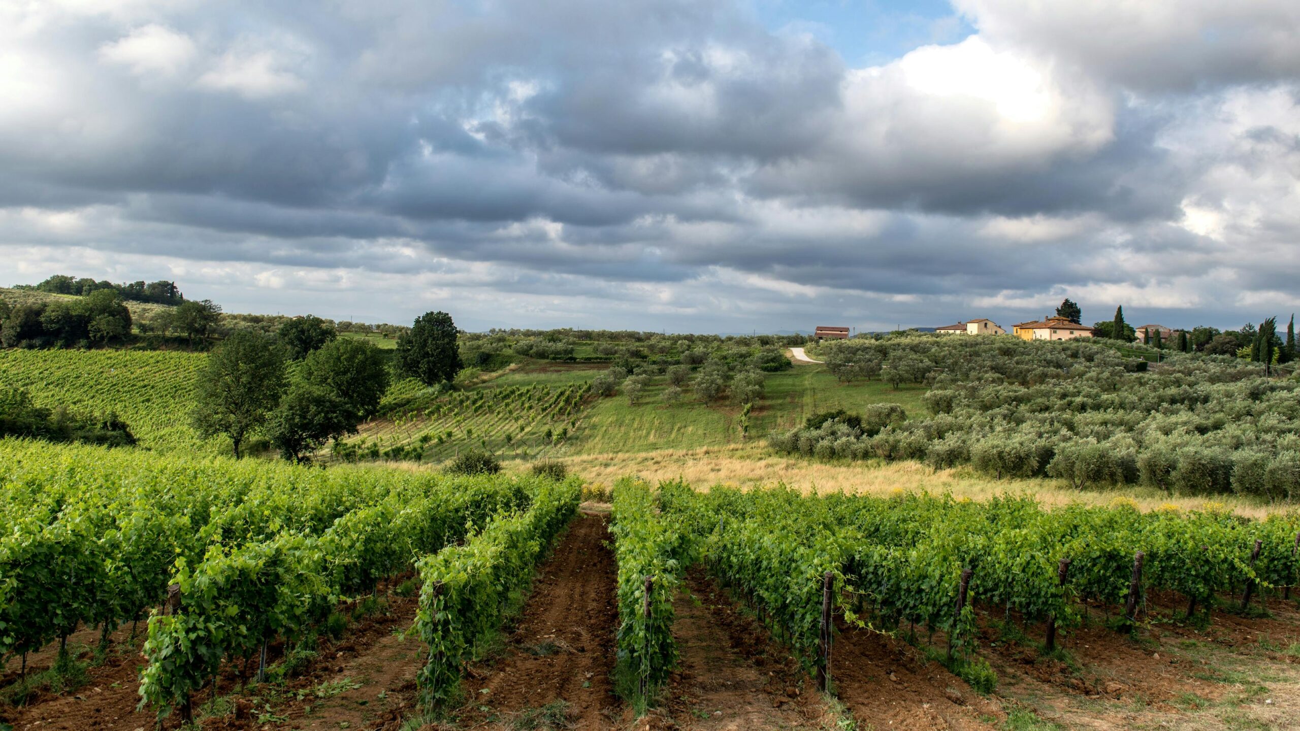 Vinedos del Chianti en Siena, Toscana, con cielo dramatico al atardecer en Italia