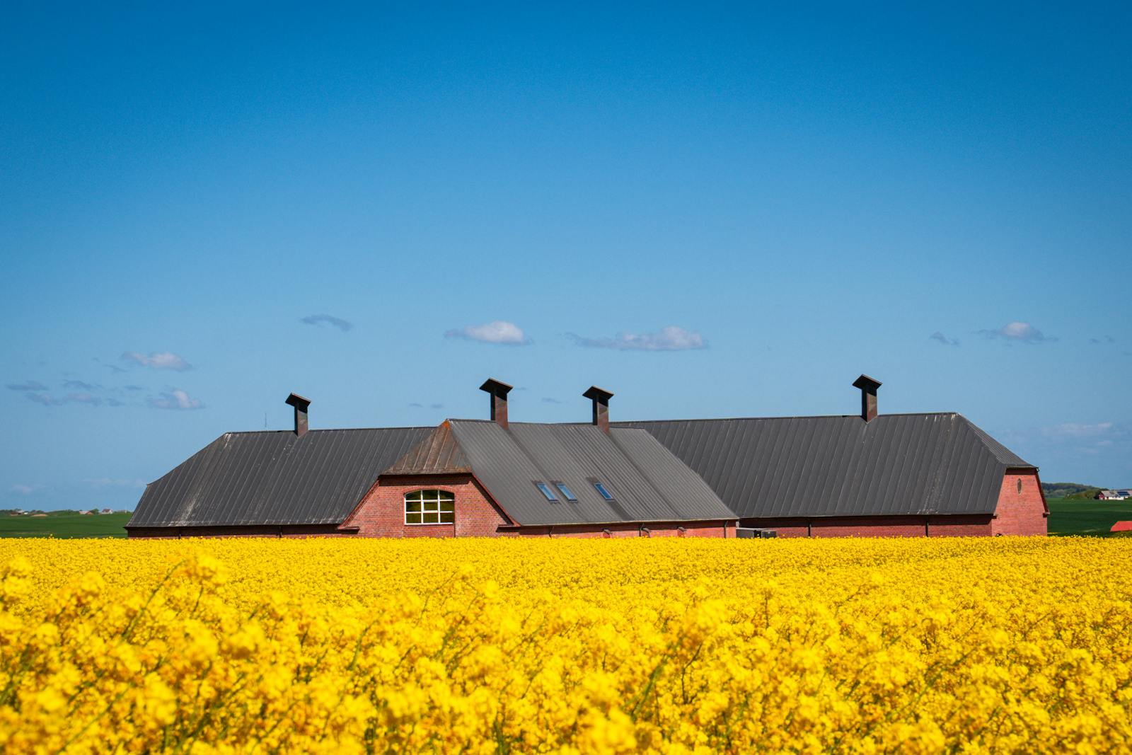 Granja danesa de ladrillo rojo entre campos amarillos de colza, Dinamarca