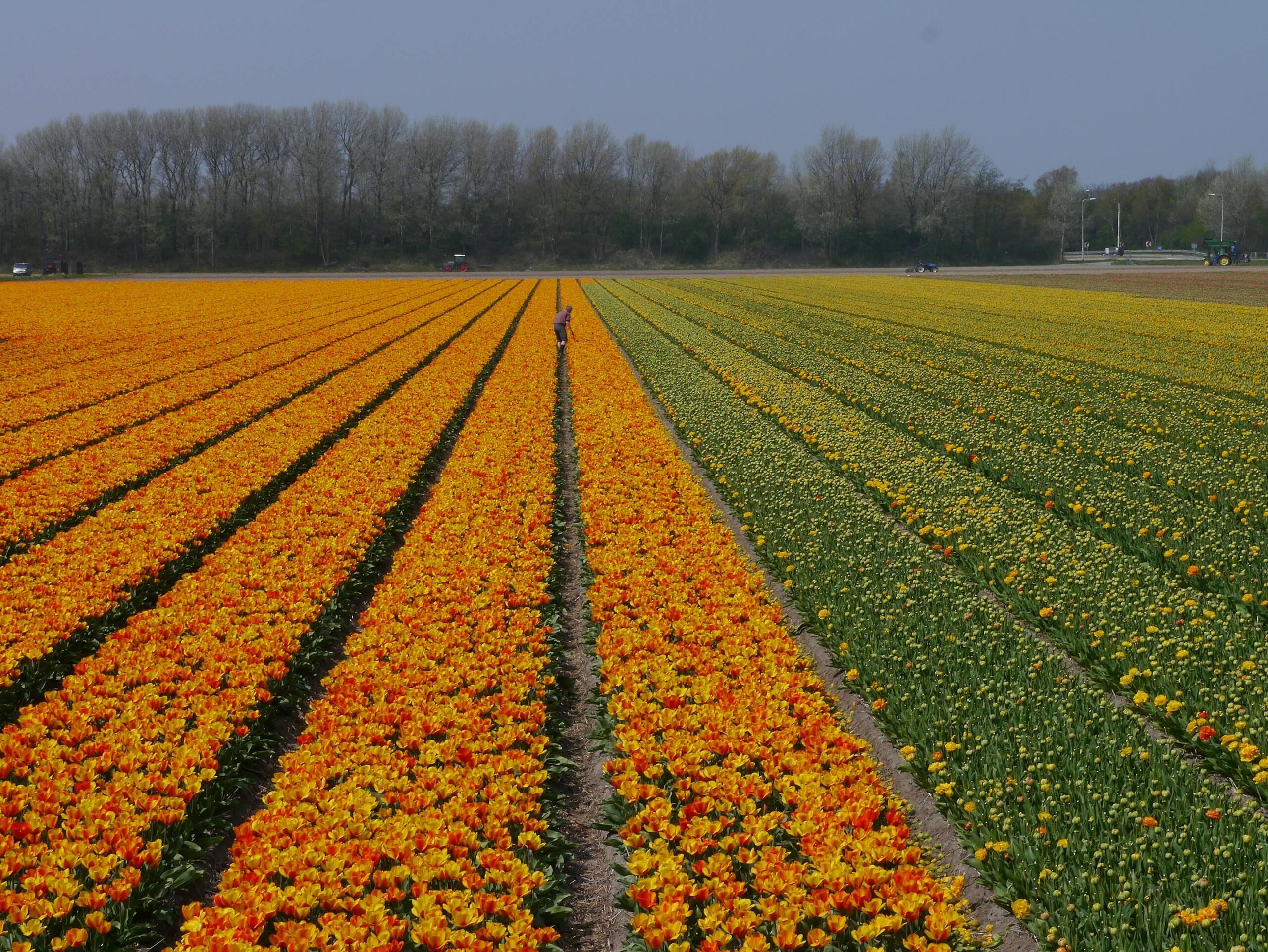 Campos de tulipanes en Zuid-Holland al amanecer