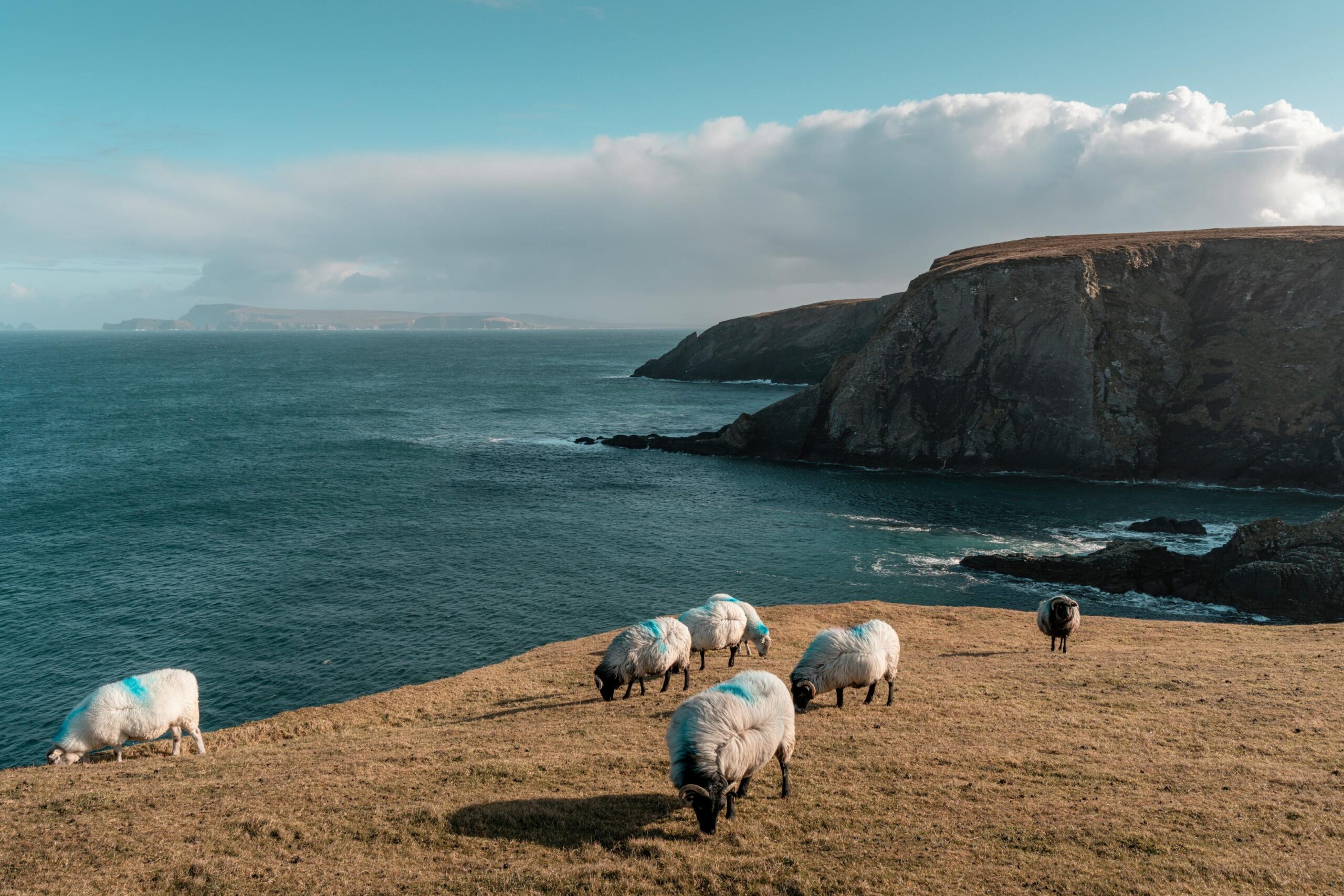 Acantilados costeros de Irlanda con ovejas pastando bajo cielo azul