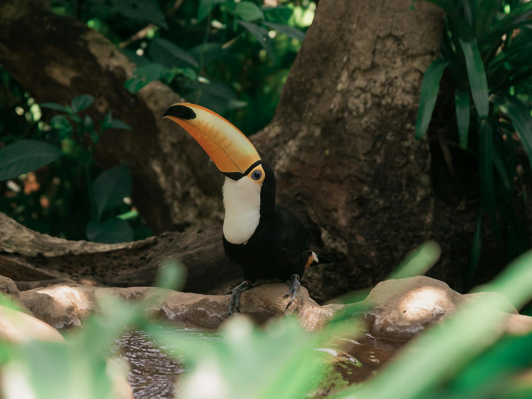 Tucán en la selva de Iguazú