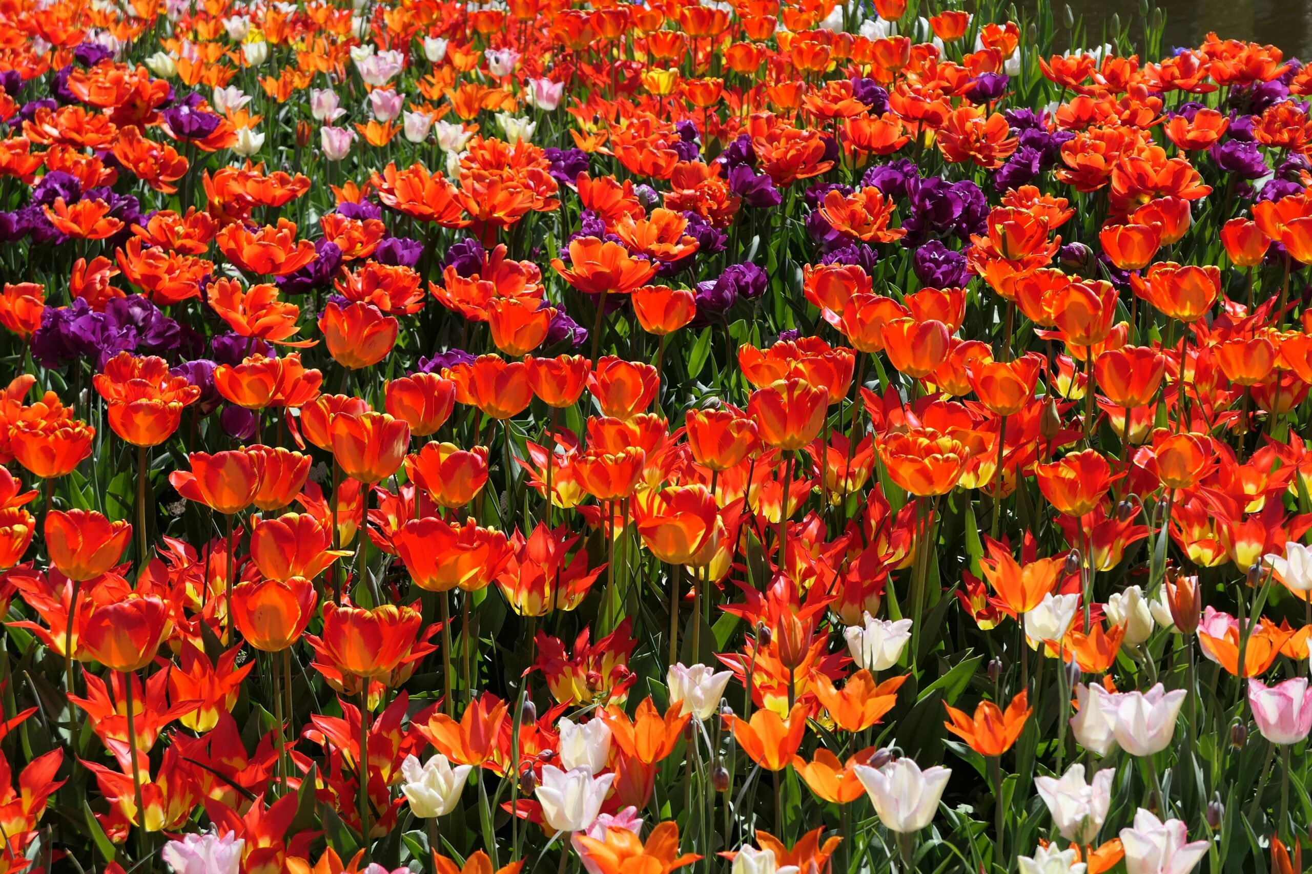 Tulipanes de colores en los jardines de Keukenhof