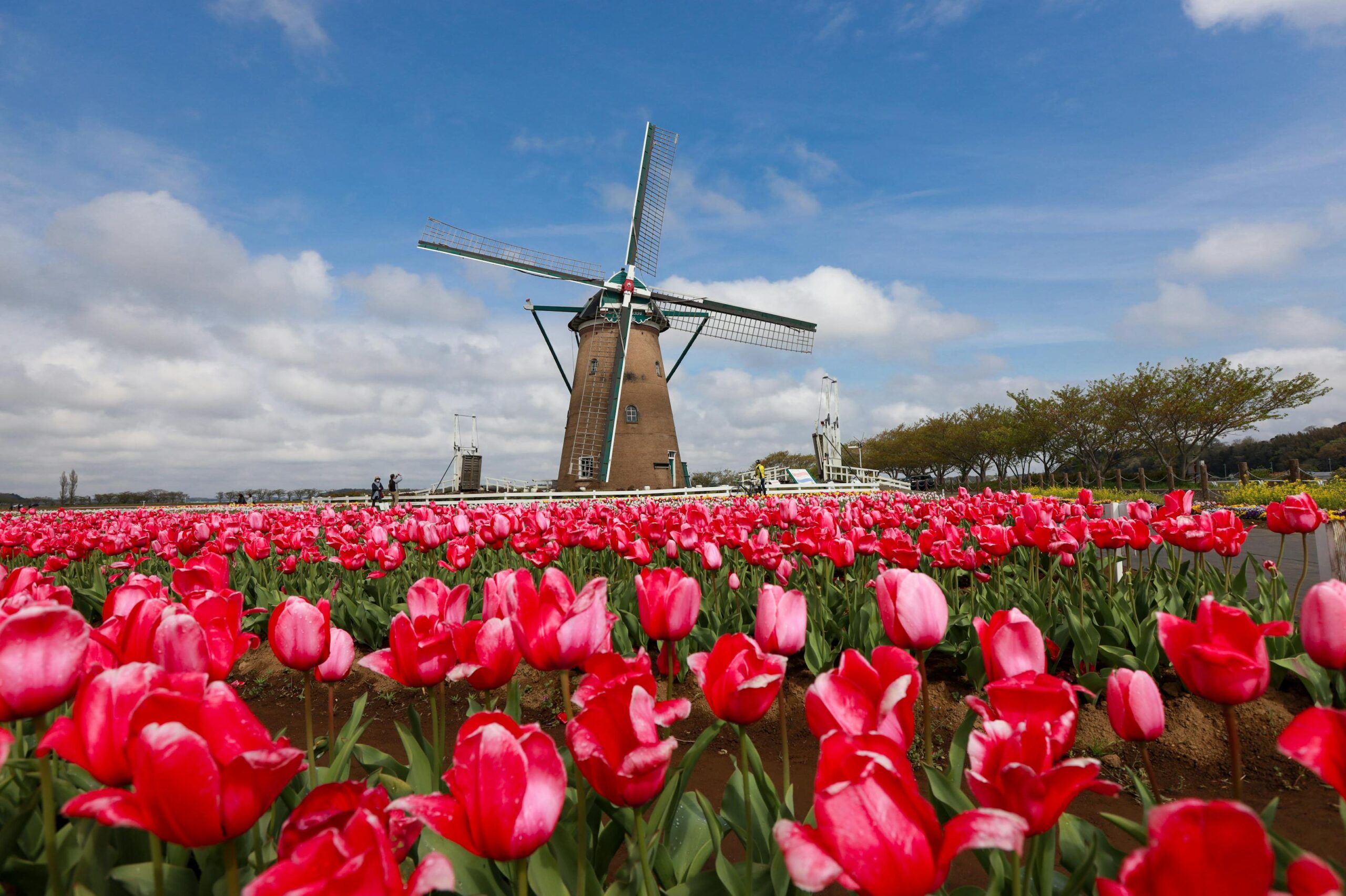 Molino de viento entre campos de tulipanes en Holanda durante la primavera