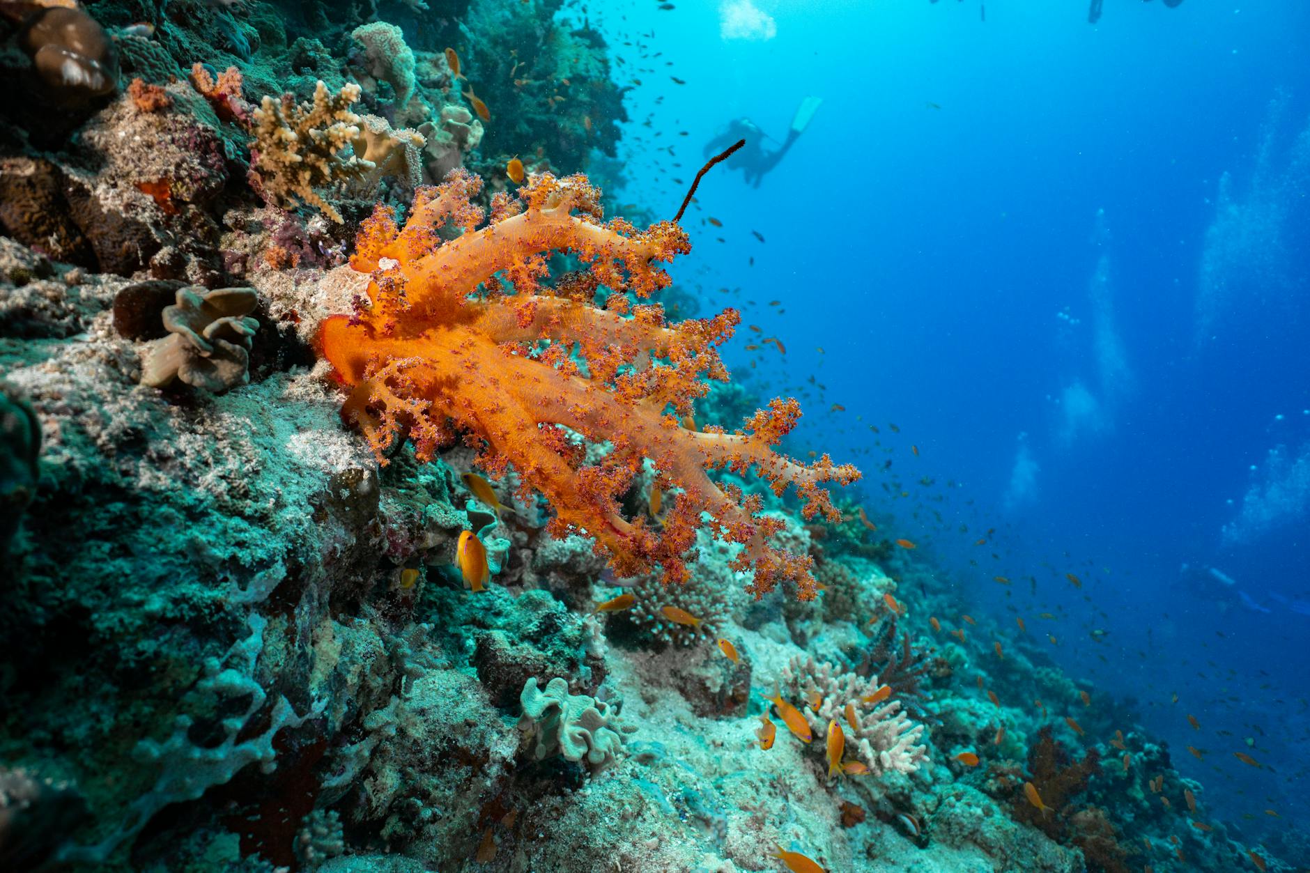 Varadero en 2026: guia honesta de la mejor playa de Cuba 2 Arrecife de coral colorido con peces nadando en aguas cristalinas del Caribe