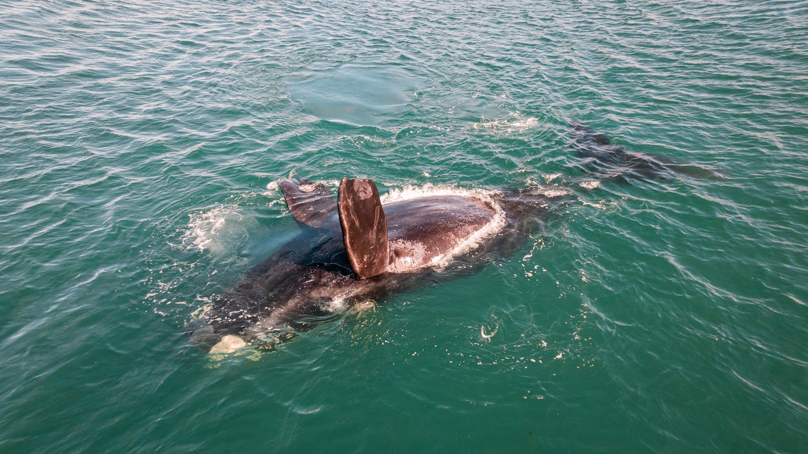 Ballena franca austral asomando del agua frente a la costa de Puerto Madryn, Chubut, Argentina
