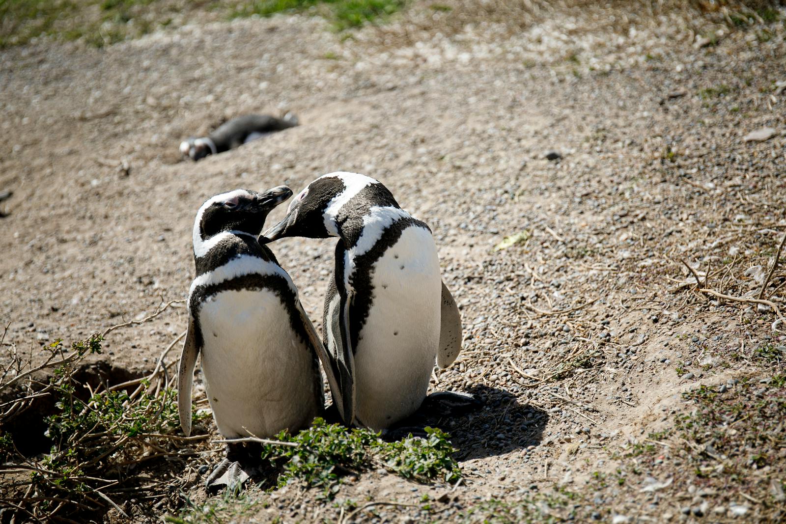 Puerto Madryn (Chubut): guía para ver ballenas, pingüinos y fauna patagónica en 2026 3 Pinguinos de Magallanes caminando por la costa patagonica de Punta Tombo, Chubut