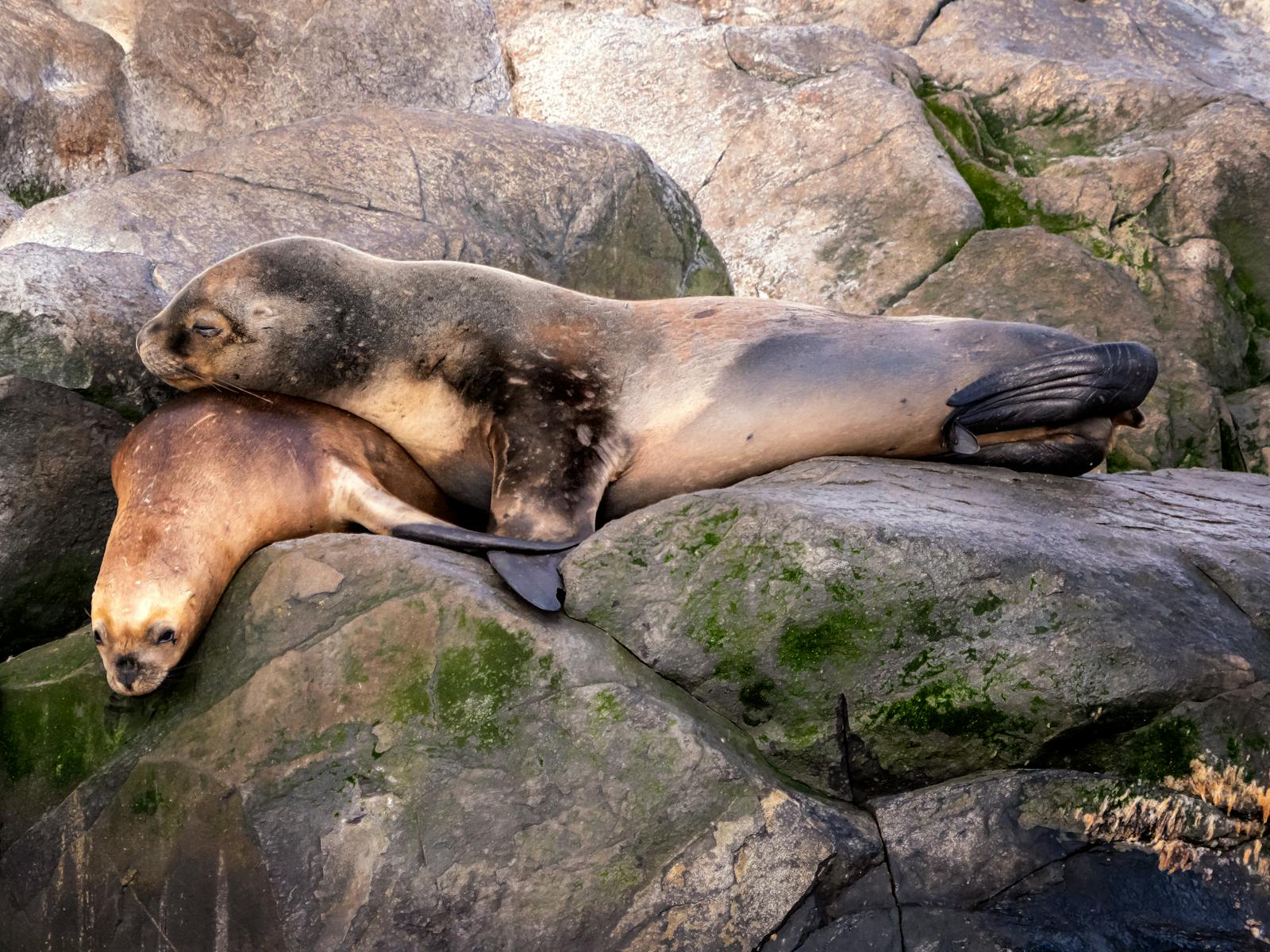 Puerto Madryn (Chubut): guía para ver ballenas, pingüinos y fauna patagónica en 2026 2 Lobos marinos descansando en la costa de Peninsula Valdes, cerca de Puerto Madryn