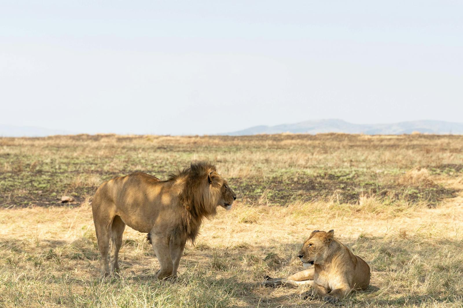Dos leones descansando entre la hierba dorada del Parque Nacional Serengueti