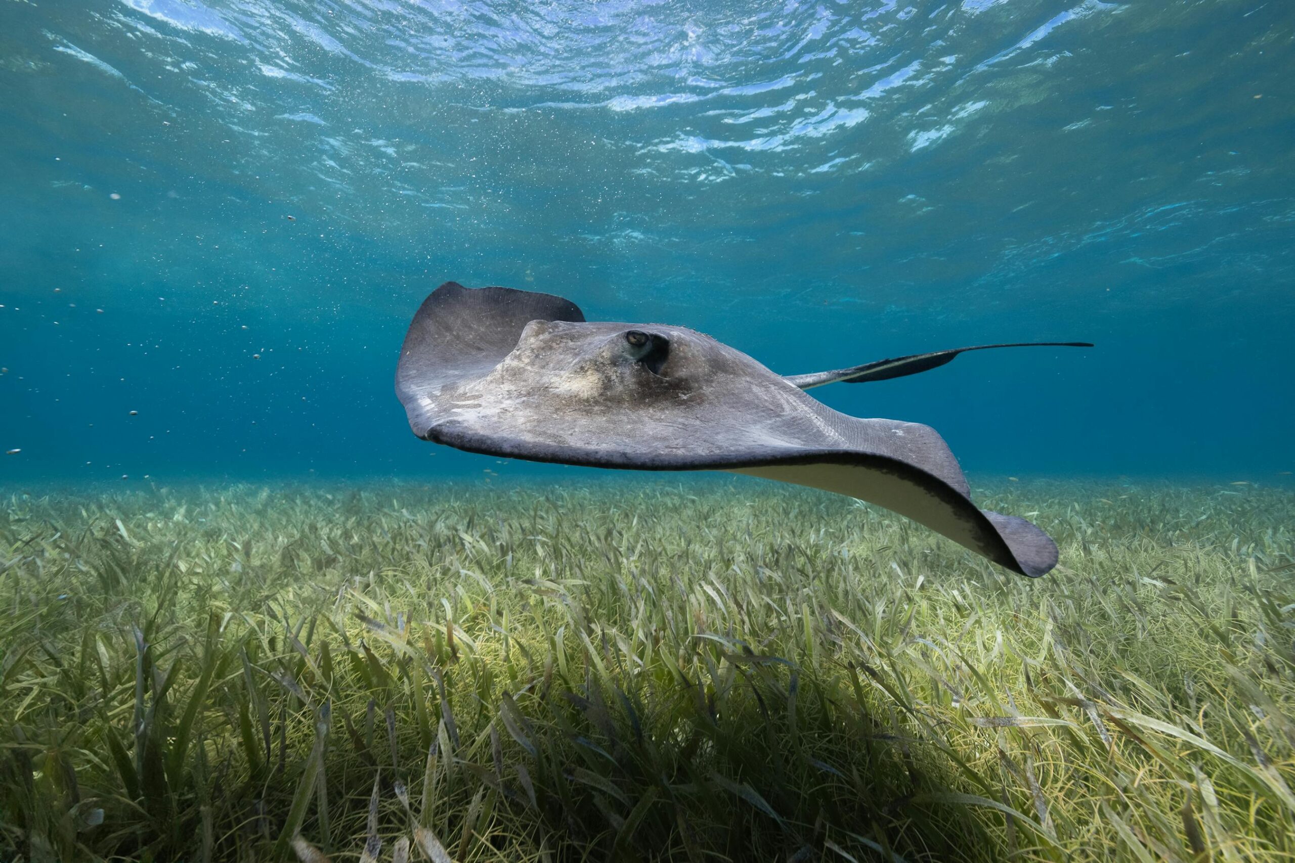 Belice 2026: guía honesta para viajar al secreto del Caribe maya 2 Mantarraya nadando sobre praderas marinas en aguas claras de Belice