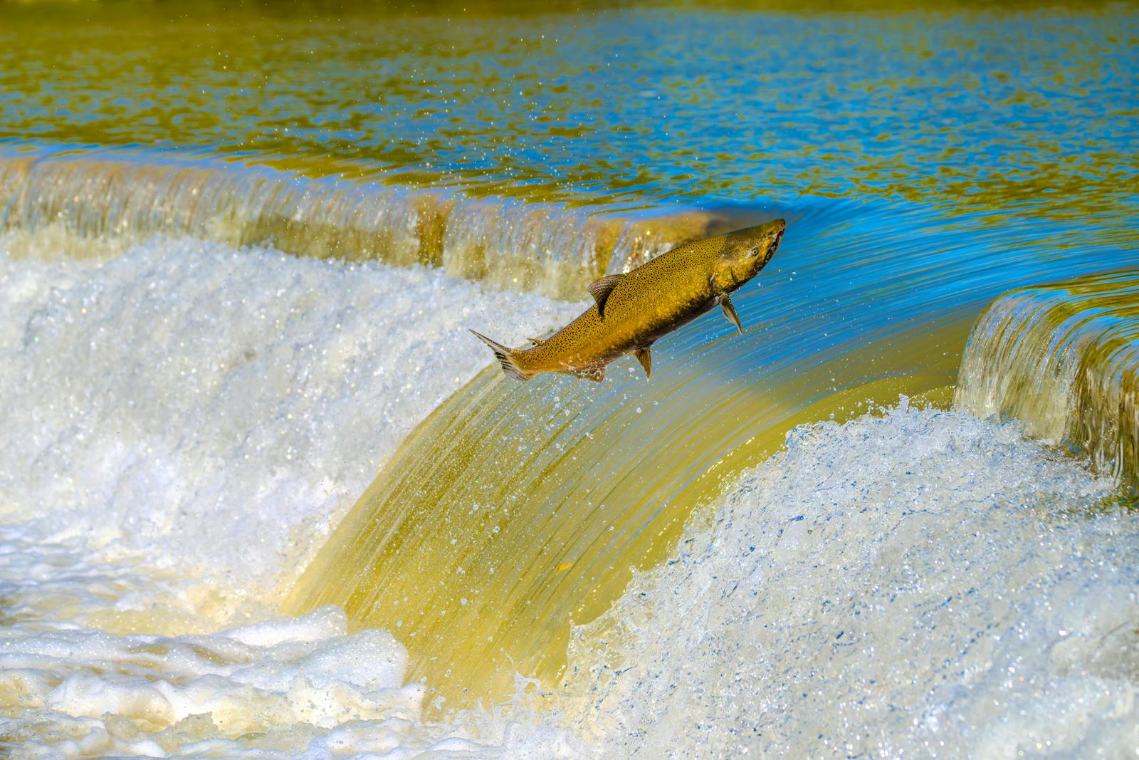Salmon saltando una cascada en remontada de su rio natal