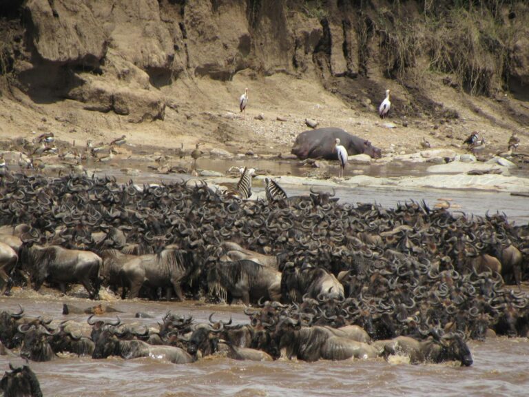 Ñus cruzando un río durante la Gran Migración del Serengueti