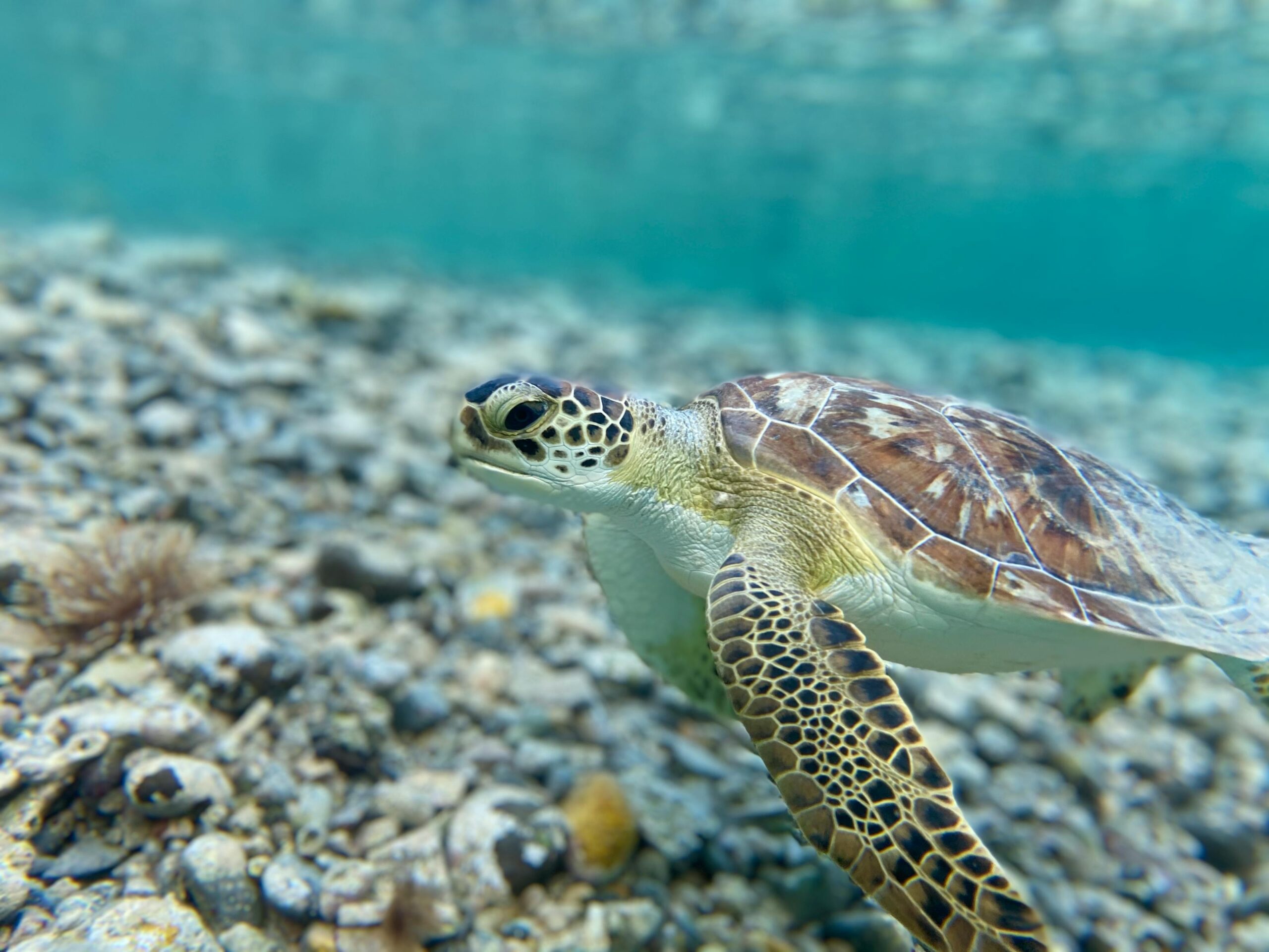 Tortuga verde nadando en aguas cristalinas del Caribe
