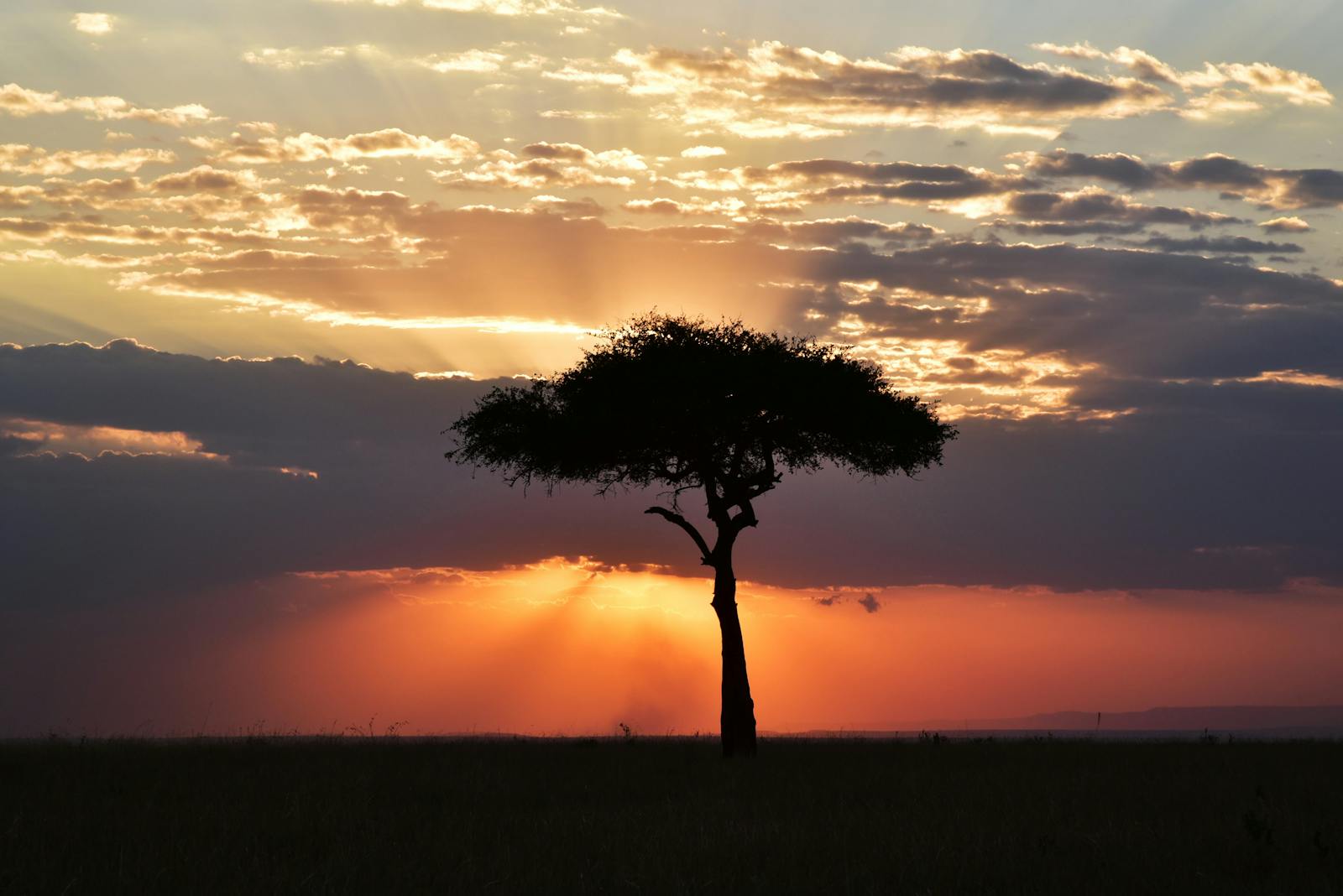 Atardecer espectacular sobre la sabana de Tanzania con acacias en silueta