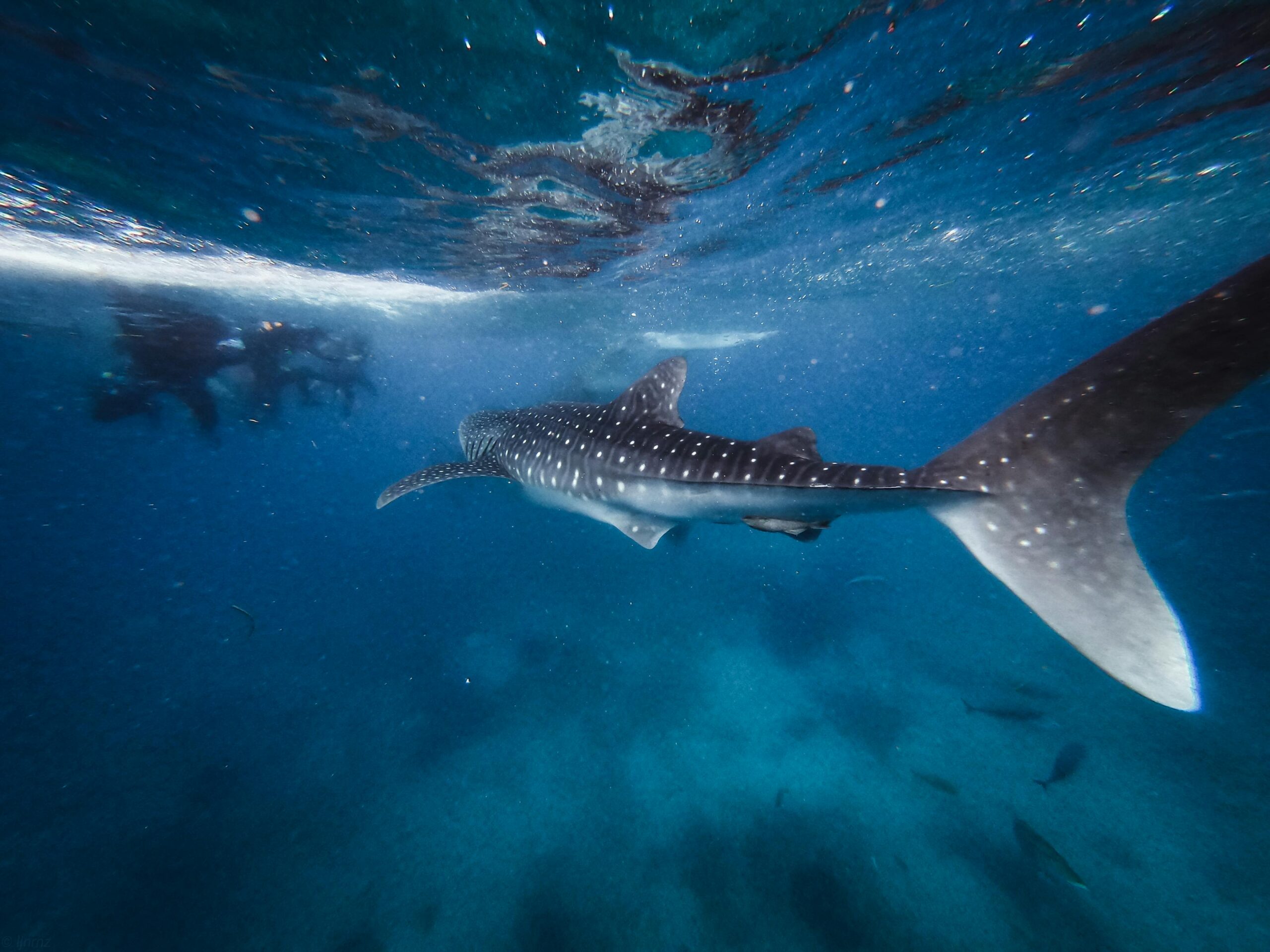 Tiburón ballena nadando junto a buceadores en el Caribe