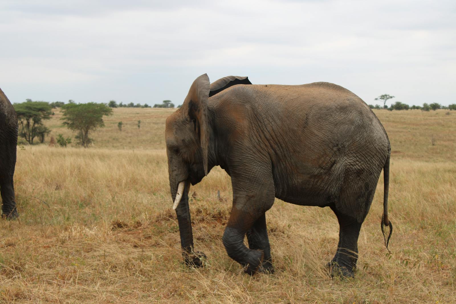 Elefante africano caminando por la sabana del Serengueti