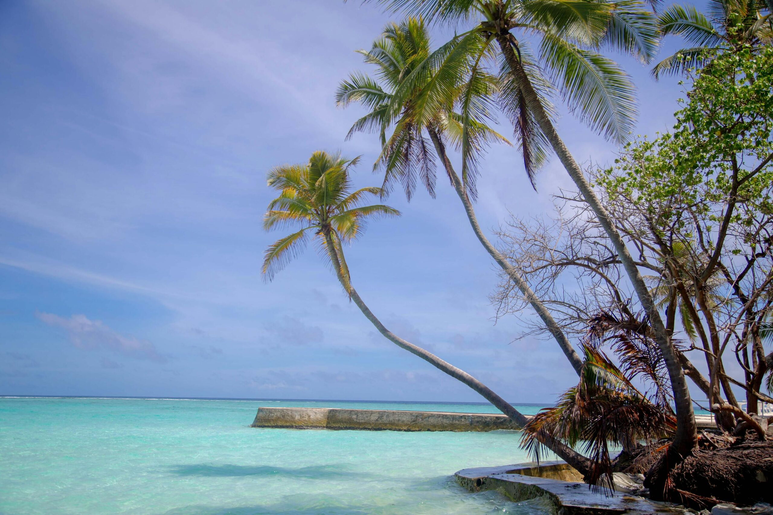Playas de Ocumare en 2026: guia honesta de Aragua 2 Cocoteros en playa tropical con aguas turquesa El Playon Ocumare