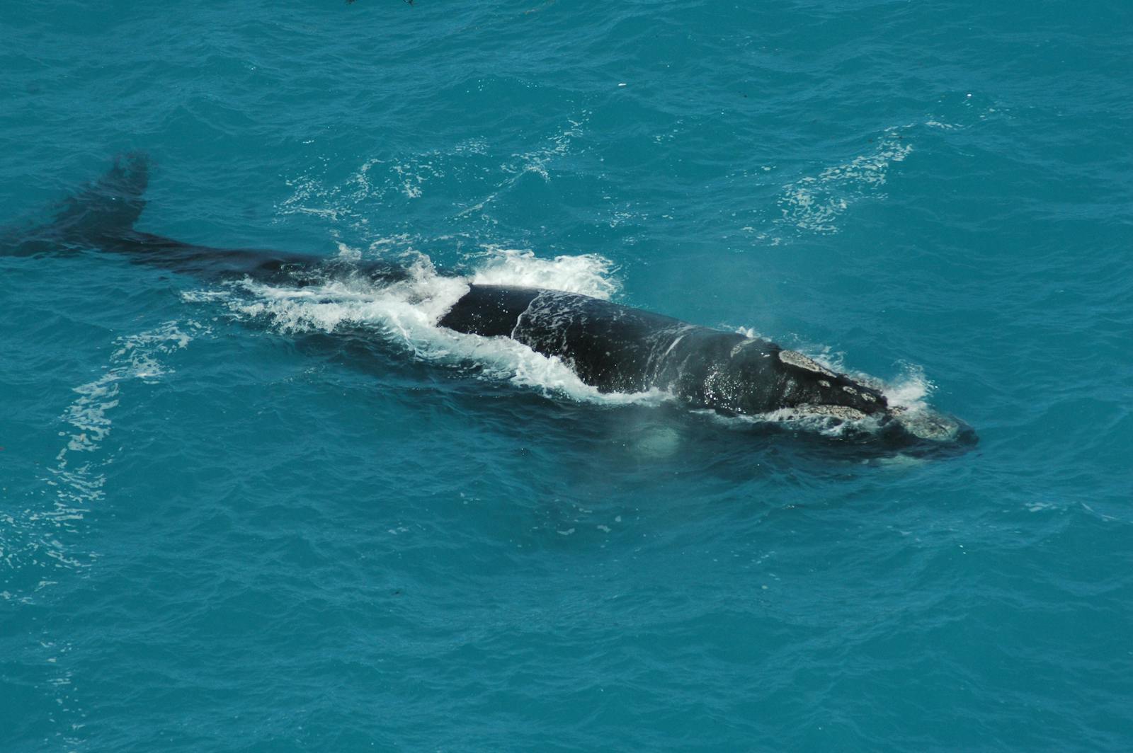Puerto Madryn (Chubut): guía para ver ballenas, pingüinos y fauna patagónica en 2026 1 Salto de ballena franca austral en el Golfo Nuevo de Puerto Madryn