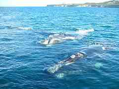 Puerto Madryn - alumbramiento ballenas