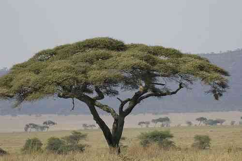 Parque Nacional del Serengueti en Tanzania