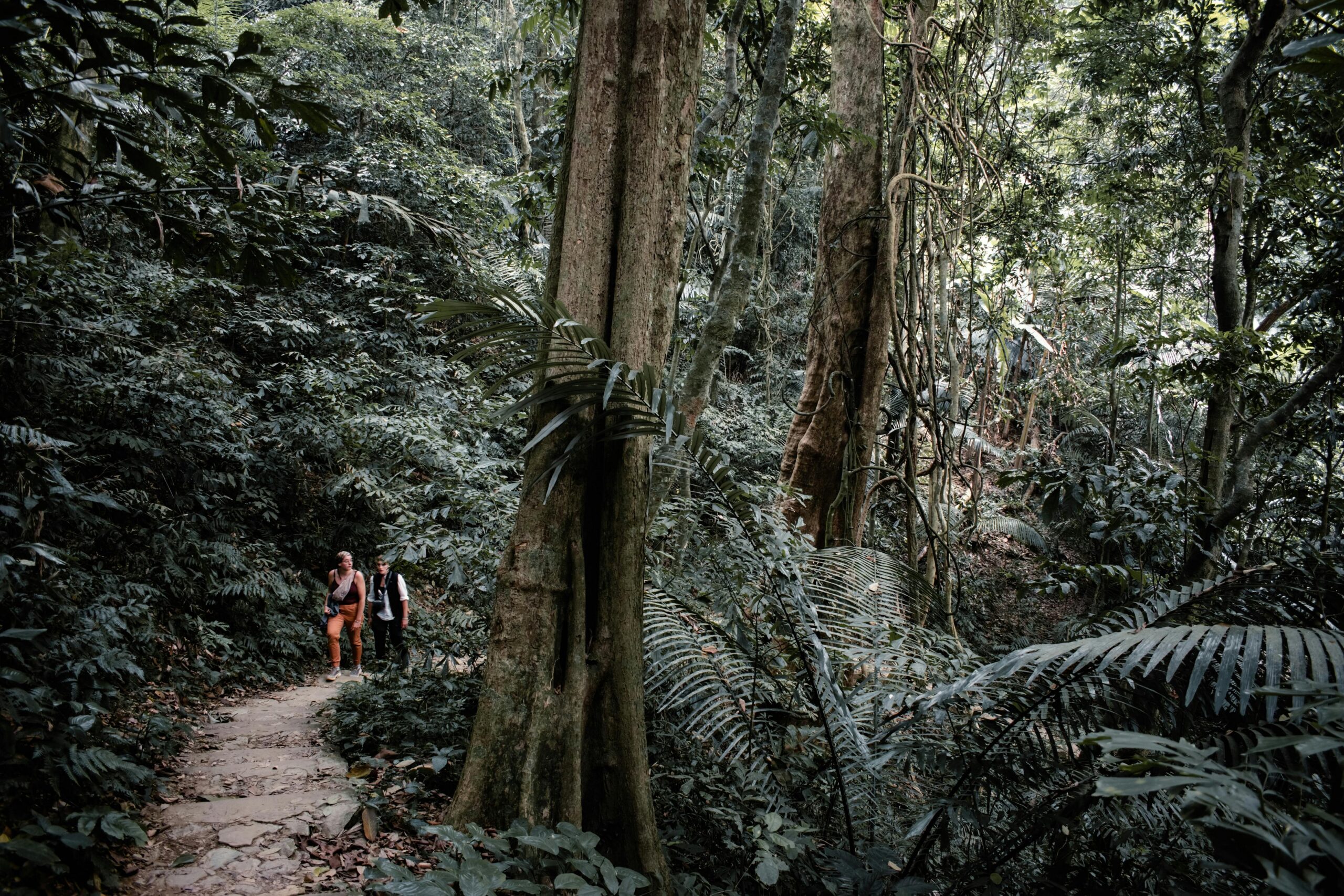 Viajar sin dejar huella: ecoturismo responsable en 2026 1 Viajeros haciendo senderismo por la jungla tropical en Vietnam, ecoturismo responsable