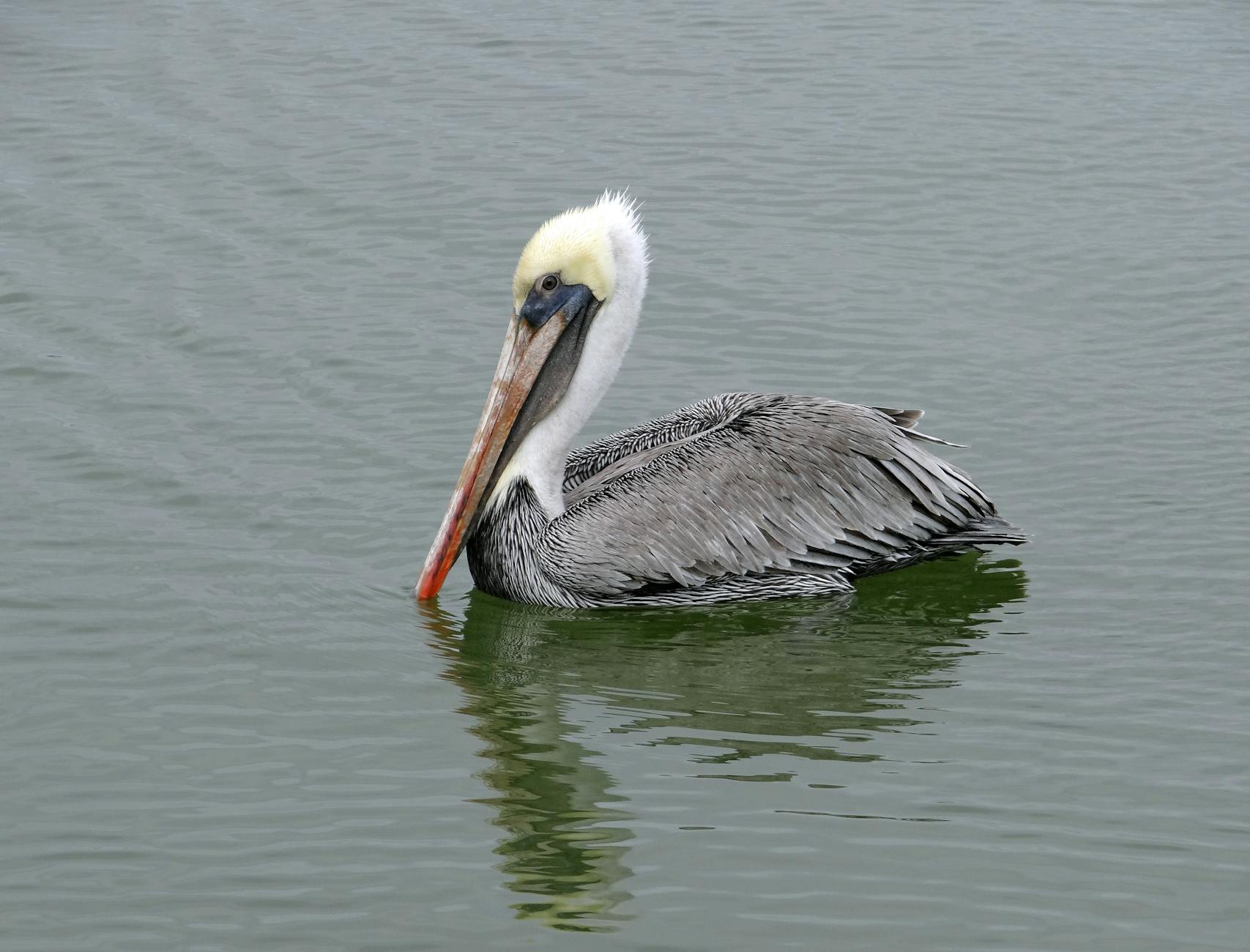 Avistamiento de aves en Texas: ruta del litoral del Golfo 2 Pelicano pardo flotando en las aguas tranquilas de Rockport, Texas