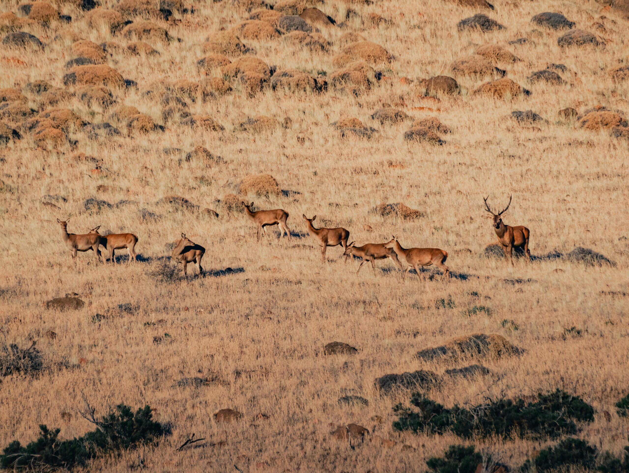 Manada de ciervos rojos en campo abierto de la Patagonia argentina