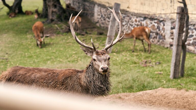 Ciervo macho con cornamenta en la naturaleza, Parque Luro La Pampa