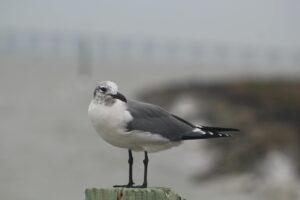 Gaviota reidora posada en un poste cerca de la costa de Rockport, Texas