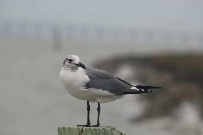Home Elementor 5 Gaviota reidora posada en un poste cerca de la costa de Rockport, Texas