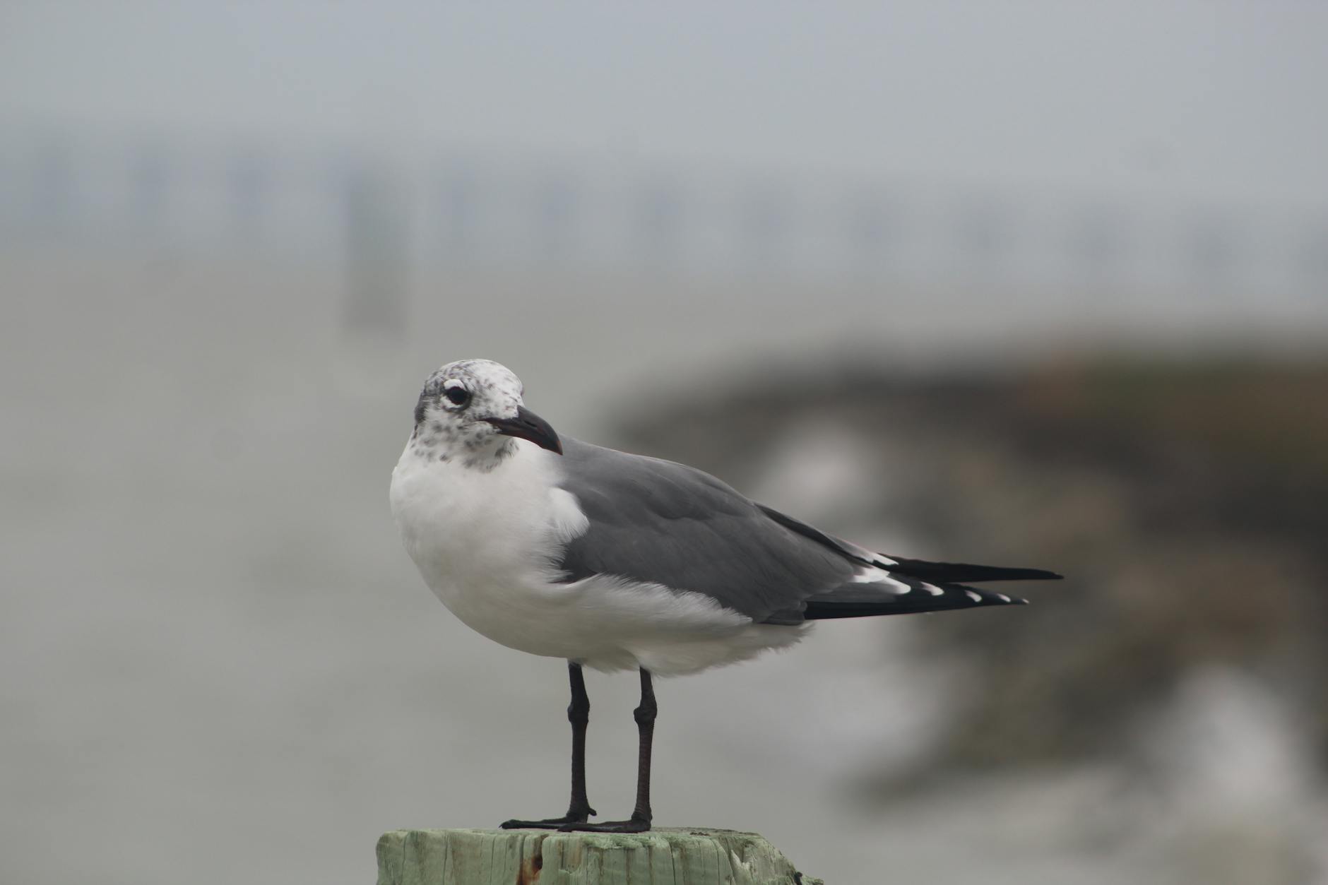 Avistamiento de aves en Texas: ruta del litoral del Golfo 1 Gaviota reidora posada en un poste cerca de la costa de Rockport, Texas