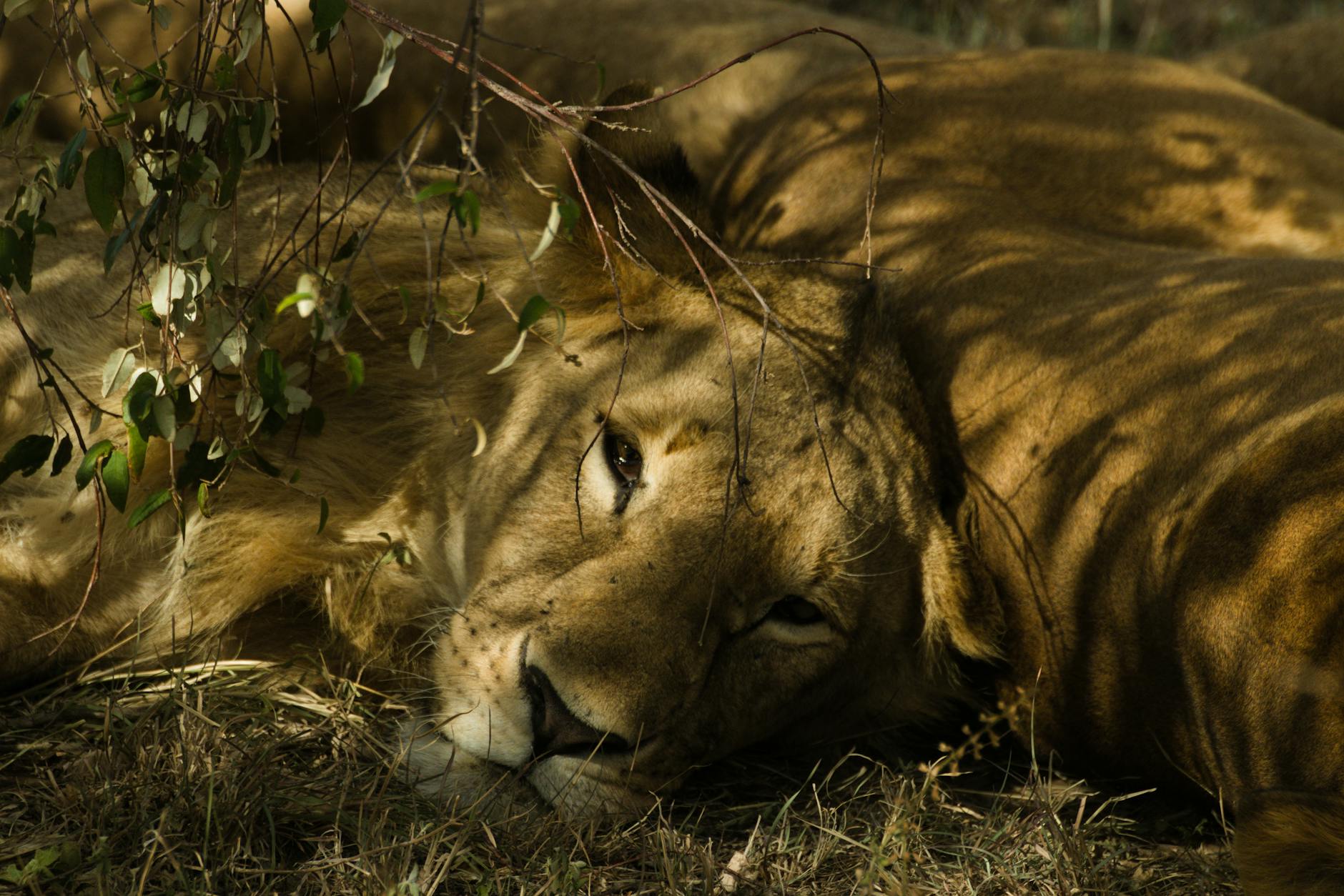 Jirafa en la sabana africana durante un safari fotográfico