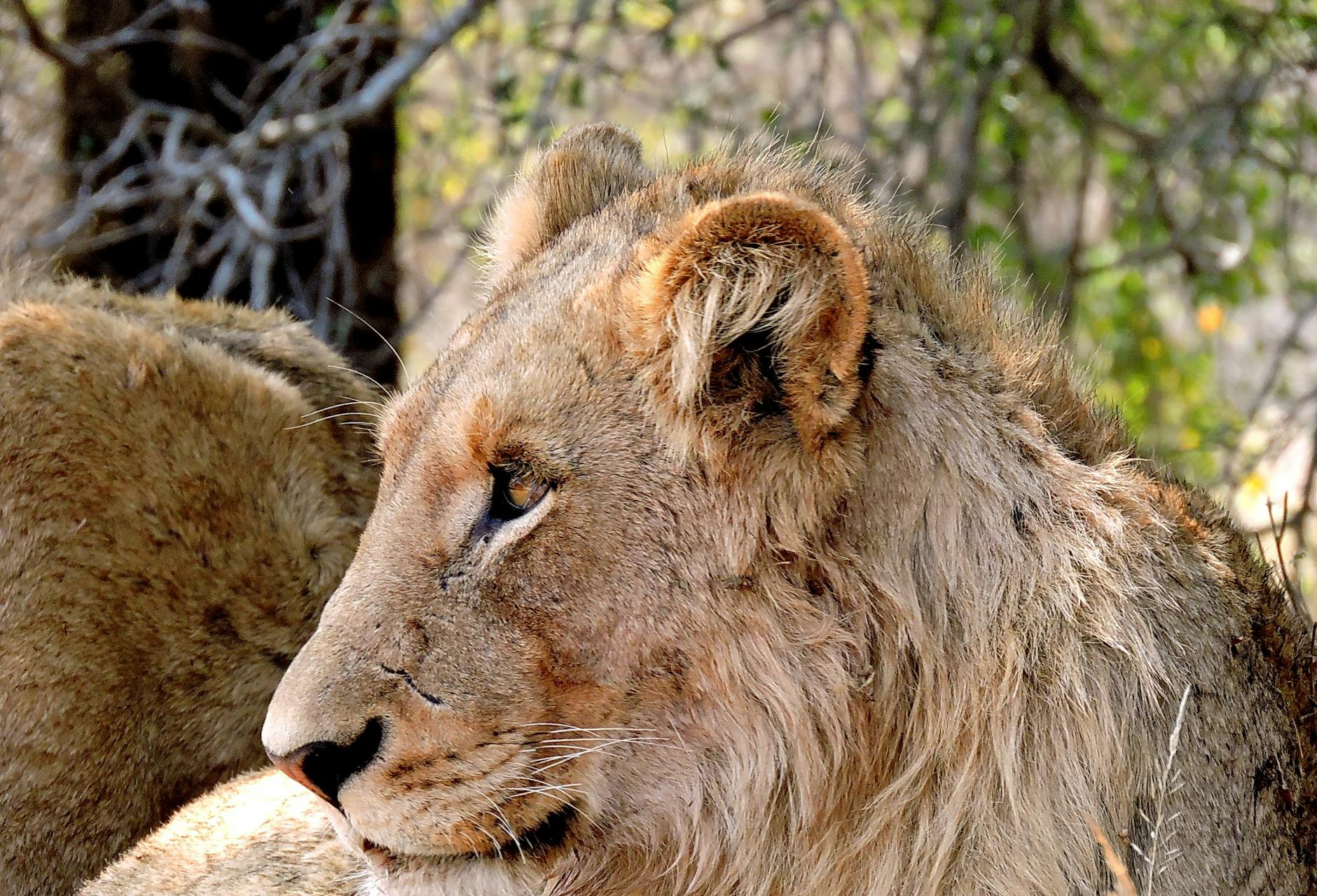 Safari en el Kruger: guía completa para Sudáfrica 2026 1 León descansando en la sabana africana del Kruger