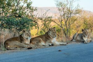 Elefantes en el Parque Nacional Kruger Sudafrica