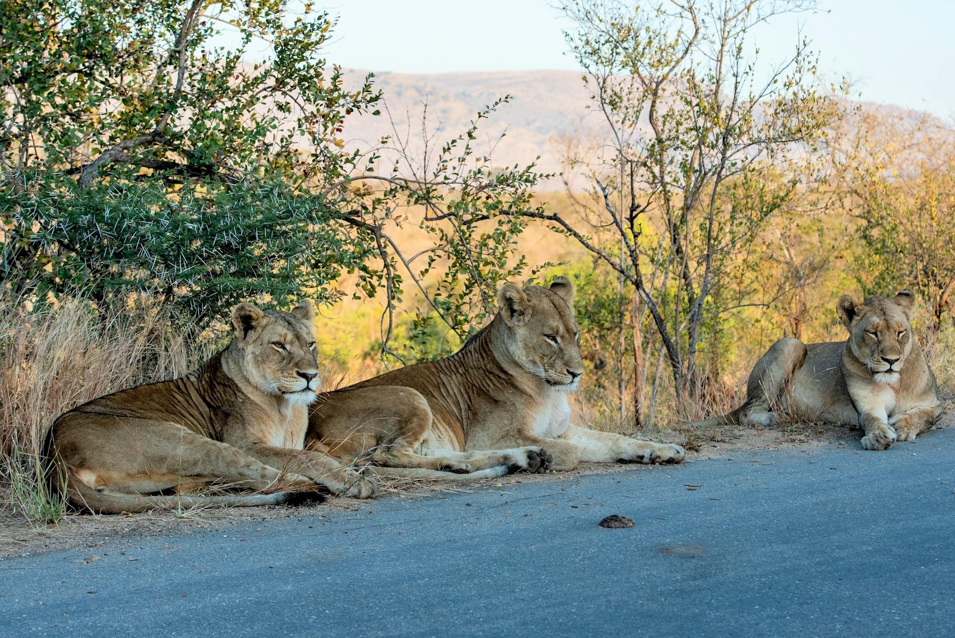 Elefantes en el Parque Nacional Kruger Sudafrica