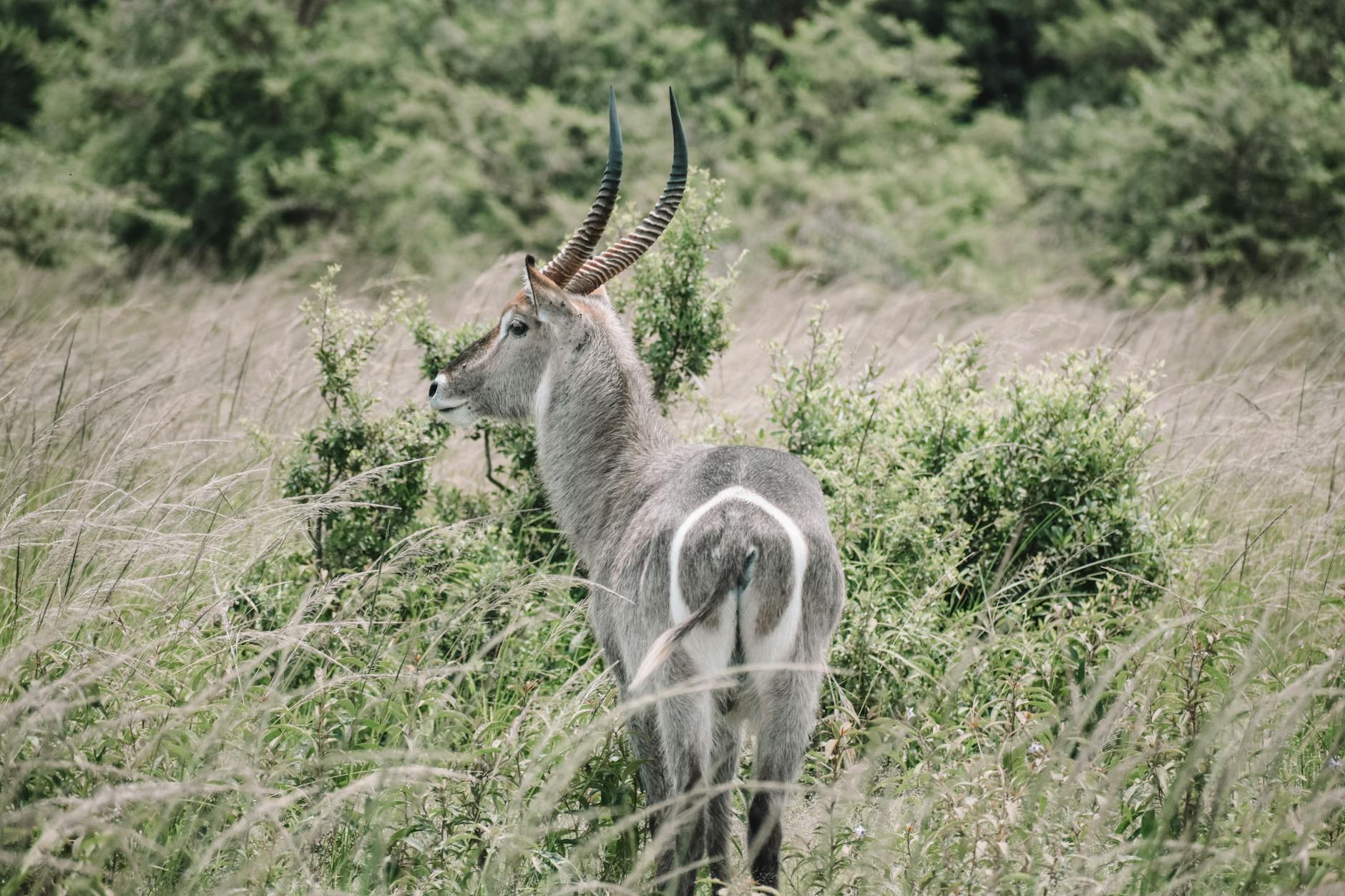 Safari fotográfico: guía de destinos y consejos para 2026 1 Elefante en primer plano fotografiado en safari africano